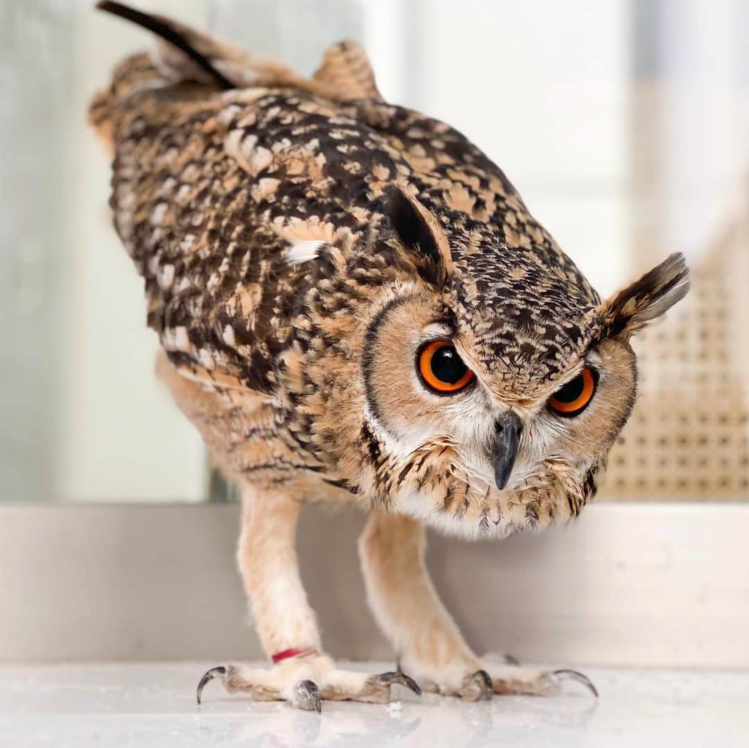 GEN3 Owlのインスタグラム：「フクロウの魅力を伝えられてますか？ The charm of owls.  Has it reached you? #owl #owlgaru」