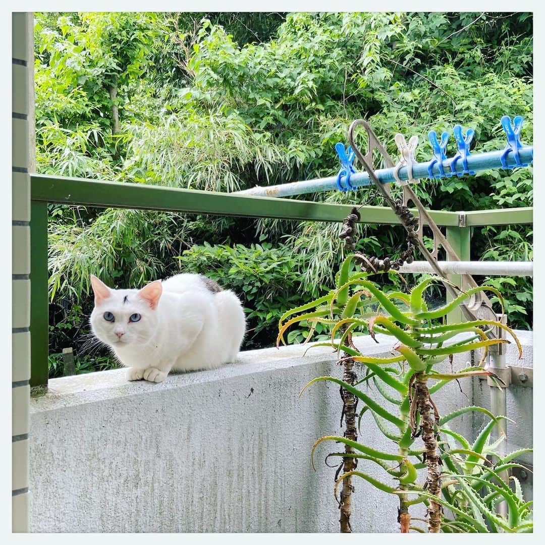 kumikoのインスタグラム：「洗濯日和だねぇ。」