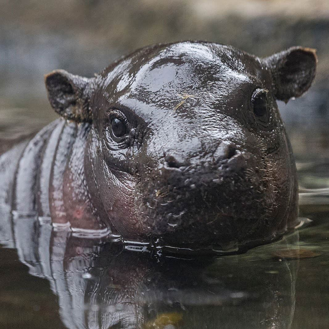 San Diego Zooさんのインスタグラム写真 - (San Diego ZooInstagram)「This lil roll model has a name... say hello to Akobi. #MoreRollsThanABakery #OnARoll #SanDiegoZoo #PygmyHippo」6月17日 10時01分 - sandiegozoo