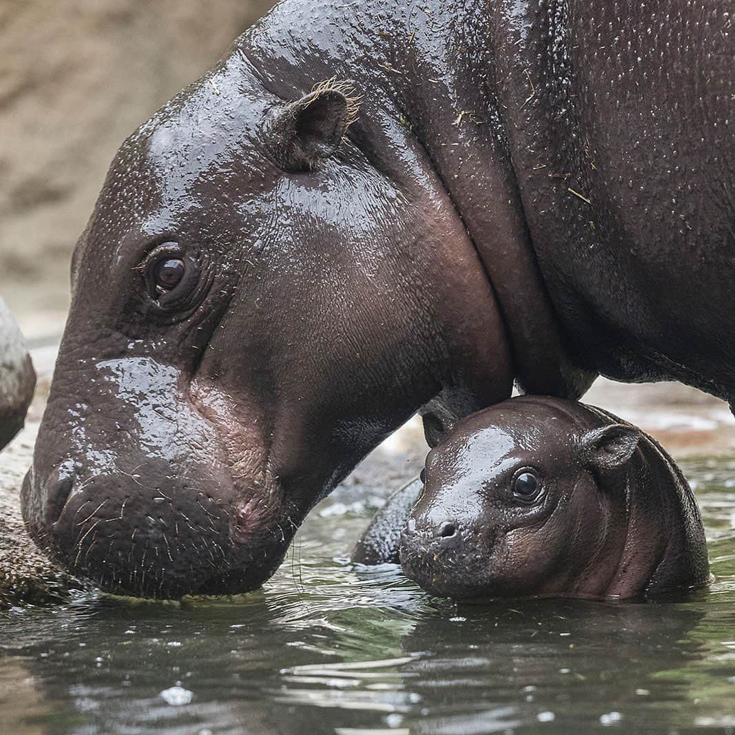 San Diego Zooさんのインスタグラム写真 - (San Diego ZooInstagram)「This lil roll model has a name... say hello to Akobi. #MoreRollsThanABakery #OnARoll #SanDiegoZoo #PygmyHippo」6月17日 10時01分 - sandiegozoo