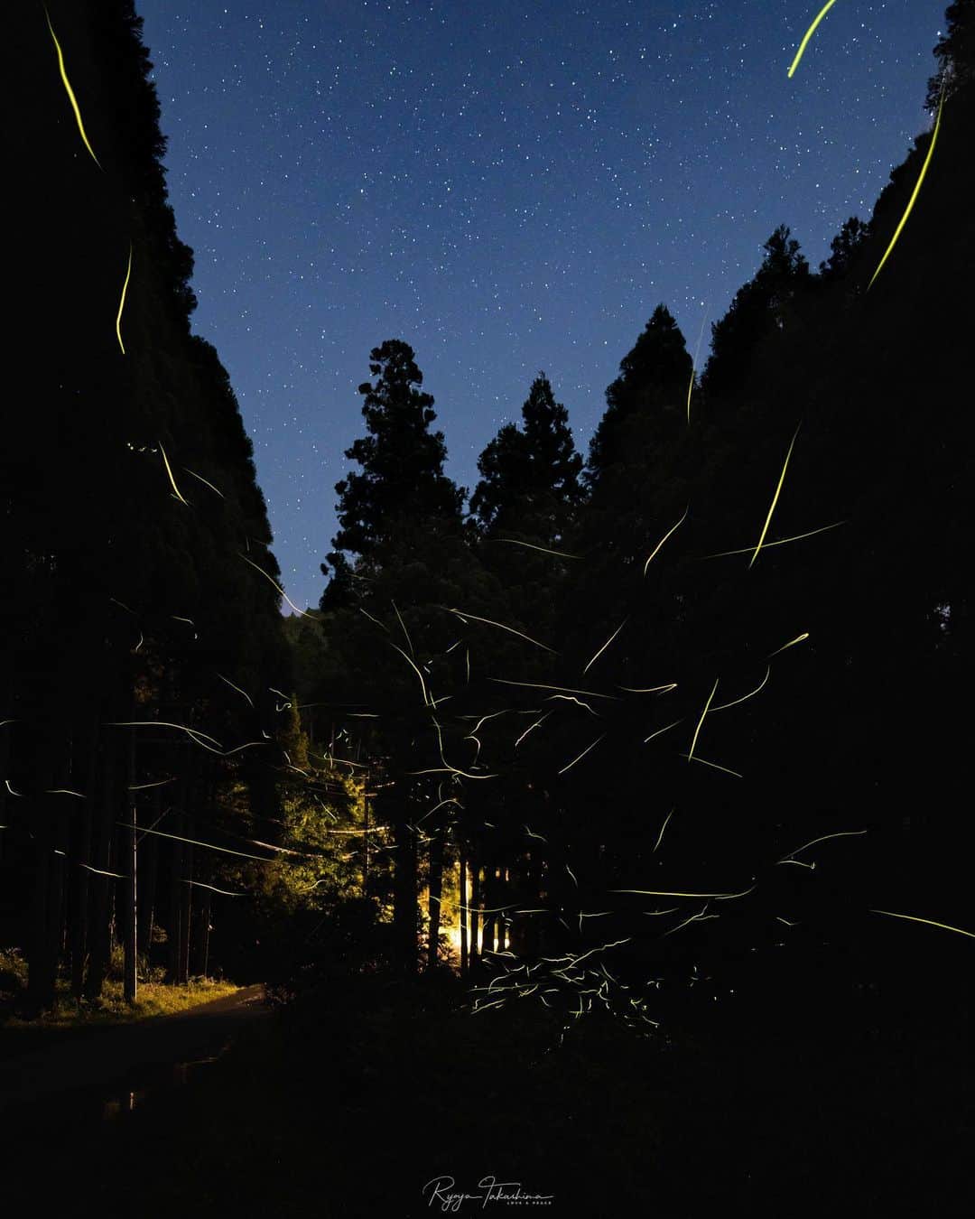 Ryoyaのインスタグラム：「Have you ever seen them? #fireflies  Camera : #GFX100 Lens : #GF45mm ISO3200 // 45mm // f2.8 // ss8” 30 images stacked  #Kyoto #Japan #hotaru #蛍 #ゲンジボタル #京都 #感動 #次は美山にでも行こうかな」