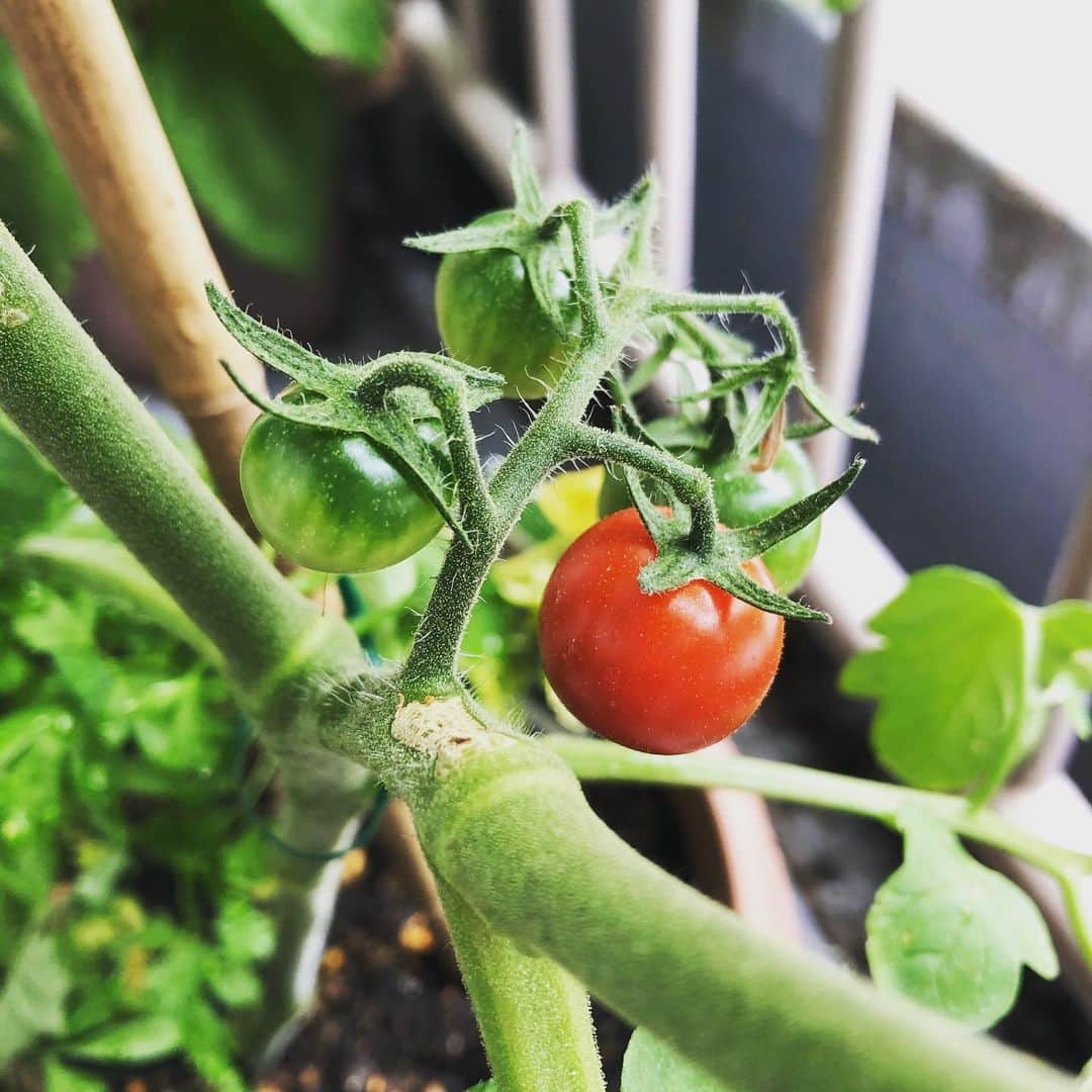 南沢奈央さんのインスタグラム写真 - (南沢奈央Instagram)「一晩で赤くなった。 野菜の成長から目が離せません！ #ベランダ菜園」6月17日 11時24分 - naominamisawa_official