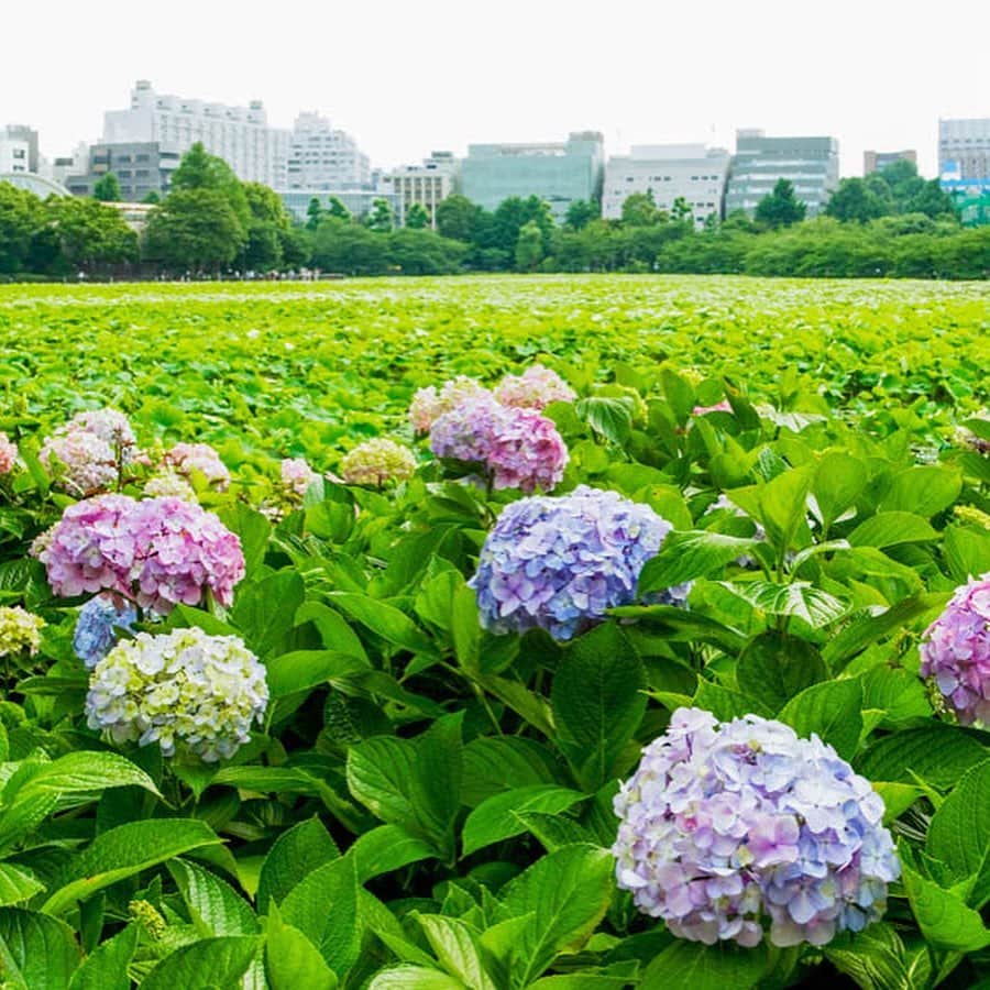 レッツエンジョイ東京さんのインスタグラム写真 - (レッツエンジョイ東京Instagram)「. ✩★------------------﻿ 今が見頃！﻿ 都内あじさい名所8選﻿ ------------------✩★﻿ ﻿ 📷上野恩賜公園（1枚目）﻿ 江戸時代から桜の名所として知られており、初夏に楽しめるあじさいが見事！不忍池のほとりに、紫やピンク、青、白など彩り豊かに咲き乱れます。﻿ ﻿ 📷旧芝離宮恩賜庭園（2枚目）﻿ 大都会の真ん中に位置する緑あふれるスポット。池のすぐそばで美しく咲くあじさいのほとんどが日本に古くから伝わる「ガクアジサイ」と「ホンアジサイ」です。﻿ ﻿ 📷浜離宮恩賜庭園（3枚目）﻿ 徳川将軍家ゆかりの庭園では、夏の初めに約300株の多様な種類のあじさいが咲き誇ります。昔ながらの庭園と現代的な高層ビル、あじさいのコントラストは絶妙！﻿ ﻿ 📷国立昭和記念公園（4枚目）﻿ 同園は都内最大規模の公園。園内には、あじさいの「見どころマップ」やあじさいを満喫できる散歩道「あじさいロード」も！﻿ ﻿ 📷台東区立隅田公園（5枚目）﻿ 桜橋や灯籠流しで有名で、都内でも有数のあじさいスポットの一つ。「ホンアジサイ」や「アナベル」などを観賞できる“あじさいロード”は、お散歩にピッタリ♪﻿ ﻿ 📷としまえん（6枚目）﻿ 注目は、約150種、合計10,000株ものあじさいが咲き乱れる「あじさい園」。普段は見られないような「山あじさい」をはじめ、珍しいあじさいも見られるところもポイント。﻿ ﻿ 📷小岩菖蒲園（7枚目）﻿ 江戸川河川敷に広がる「小岩菖蒲園」。江戸川沿いをまったりと散歩しながらあじさいを愛でる休日も素敵ですよ♪﻿ ﻿ 📷あじさい公園（8枚目）﻿ 同園では、小平の方々が大切に育ててきたあじさいを観賞することができます。美しく咲き誇る姿に、癒されること間違いなしです。﻿ ﻿ 詳細はアカウントトップから﻿ 👉@lets_enjoytokyo ﻿ ﻿ ﻿ #あじさい　#紫陽花　#アジサイ﻿ #夏の花﻿ #風景写真 #お花デート﻿ #紫陽花の季節　#はなまっぷ﻿ #花が好き#花好きな人と繋がりたい﻿ #梅雨﻿ #おでかけスポット ﻿ #デートスポット﻿ #デート #のんびりデート ﻿ #お散歩 #おさんぽ #さんぽ﻿ #上野恩賜公園﻿ #旧芝離宮恩賜庭園﻿ #浜離宮恩賜庭園﻿ #国立昭和記念公園﻿ #台東区立隅田公園﻿ #としまえん﻿ #小岩菖蒲園﻿ #あじさい公園」6月17日 11時41分 - lets_enjoytokyo