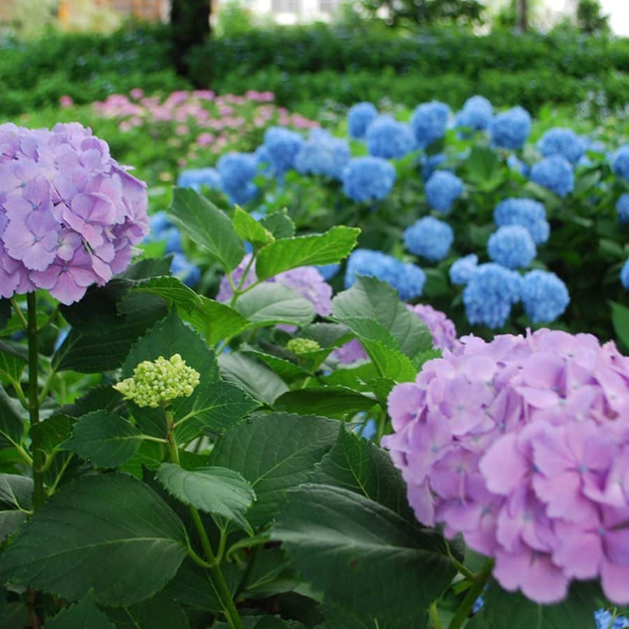 レッツエンジョイ東京さんのインスタグラム写真 - (レッツエンジョイ東京Instagram)「. ✩★------------------﻿ 今が見頃！﻿ 都内あじさい名所8選﻿ ------------------✩★﻿ ﻿ 📷上野恩賜公園（1枚目）﻿ 江戸時代から桜の名所として知られており、初夏に楽しめるあじさいが見事！不忍池のほとりに、紫やピンク、青、白など彩り豊かに咲き乱れます。﻿ ﻿ 📷旧芝離宮恩賜庭園（2枚目）﻿ 大都会の真ん中に位置する緑あふれるスポット。池のすぐそばで美しく咲くあじさいのほとんどが日本に古くから伝わる「ガクアジサイ」と「ホンアジサイ」です。﻿ ﻿ 📷浜離宮恩賜庭園（3枚目）﻿ 徳川将軍家ゆかりの庭園では、夏の初めに約300株の多様な種類のあじさいが咲き誇ります。昔ながらの庭園と現代的な高層ビル、あじさいのコントラストは絶妙！﻿ ﻿ 📷国立昭和記念公園（4枚目）﻿ 同園は都内最大規模の公園。園内には、あじさいの「見どころマップ」やあじさいを満喫できる散歩道「あじさいロード」も！﻿ ﻿ 📷台東区立隅田公園（5枚目）﻿ 桜橋や灯籠流しで有名で、都内でも有数のあじさいスポットの一つ。「ホンアジサイ」や「アナベル」などを観賞できる“あじさいロード”は、お散歩にピッタリ♪﻿ ﻿ 📷としまえん（6枚目）﻿ 注目は、約150種、合計10,000株ものあじさいが咲き乱れる「あじさい園」。普段は見られないような「山あじさい」をはじめ、珍しいあじさいも見られるところもポイント。﻿ ﻿ 📷小岩菖蒲園（7枚目）﻿ 江戸川河川敷に広がる「小岩菖蒲園」。江戸川沿いをまったりと散歩しながらあじさいを愛でる休日も素敵ですよ♪﻿ ﻿ 📷あじさい公園（8枚目）﻿ 同園では、小平の方々が大切に育ててきたあじさいを観賞することができます。美しく咲き誇る姿に、癒されること間違いなしです。﻿ ﻿ 詳細はアカウントトップから﻿ 👉@lets_enjoytokyo ﻿ ﻿ ﻿ #あじさい　#紫陽花　#アジサイ﻿ #夏の花﻿ #風景写真 #お花デート﻿ #紫陽花の季節　#はなまっぷ﻿ #花が好き#花好きな人と繋がりたい﻿ #梅雨﻿ #おでかけスポット ﻿ #デートスポット﻿ #デート #のんびりデート ﻿ #お散歩 #おさんぽ #さんぽ﻿ #上野恩賜公園﻿ #旧芝離宮恩賜庭園﻿ #浜離宮恩賜庭園﻿ #国立昭和記念公園﻿ #台東区立隅田公園﻿ #としまえん﻿ #小岩菖蒲園﻿ #あじさい公園」6月17日 11時41分 - lets_enjoytokyo