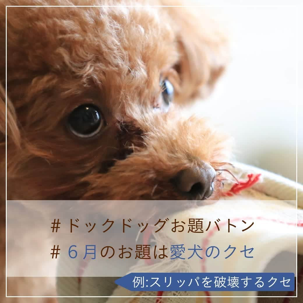 docdogのインスタグラム：「こんにちは！ドックドッグです🍀⠀ 今月も #ドックドッグお題バトン に参加します！🌼⠀ ⠀ さて、#6月のお題は愛犬のクセ  です😊☀️⠀ ⠀ みなさんの愛犬のクセは何ですか？🐾⠀ 写真は、スリッパ破壊神の困った破壊癖🤦🏻です😂💦⠀ ⠀ ということで、⠀ #ドックドッグお題バトン ⠀ #6月のお題は愛犬のクセ ⠀ バトンは置いておきますね🌼⠀ ⠀ バトンは自分ではじめても、何人に回しても、回さなくてもOK🐶✨⠀ ⠀ 愛犬のお気に入りショットにハッシュタグを付けてどんどん投稿してくださいね！🥰⠀ ⠀ #ドックドッグお題バトン ⠀ #6月のお題は愛犬のクセ　⠀ #スリッパ破壊神　⠀ #ドックドッグ ⠀ #docdog」