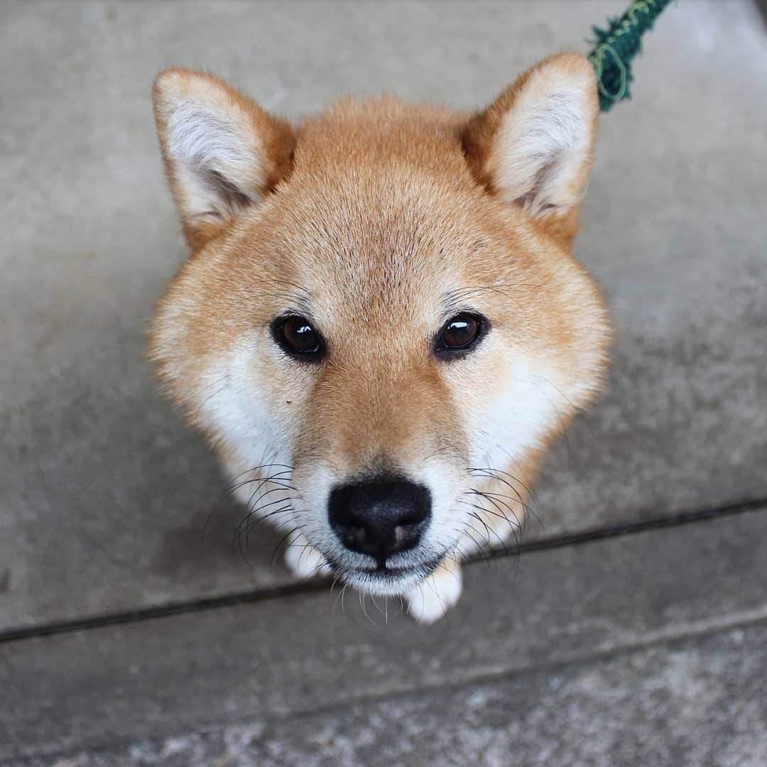 柴犬たま Shibainu Tamaのインスタグラム