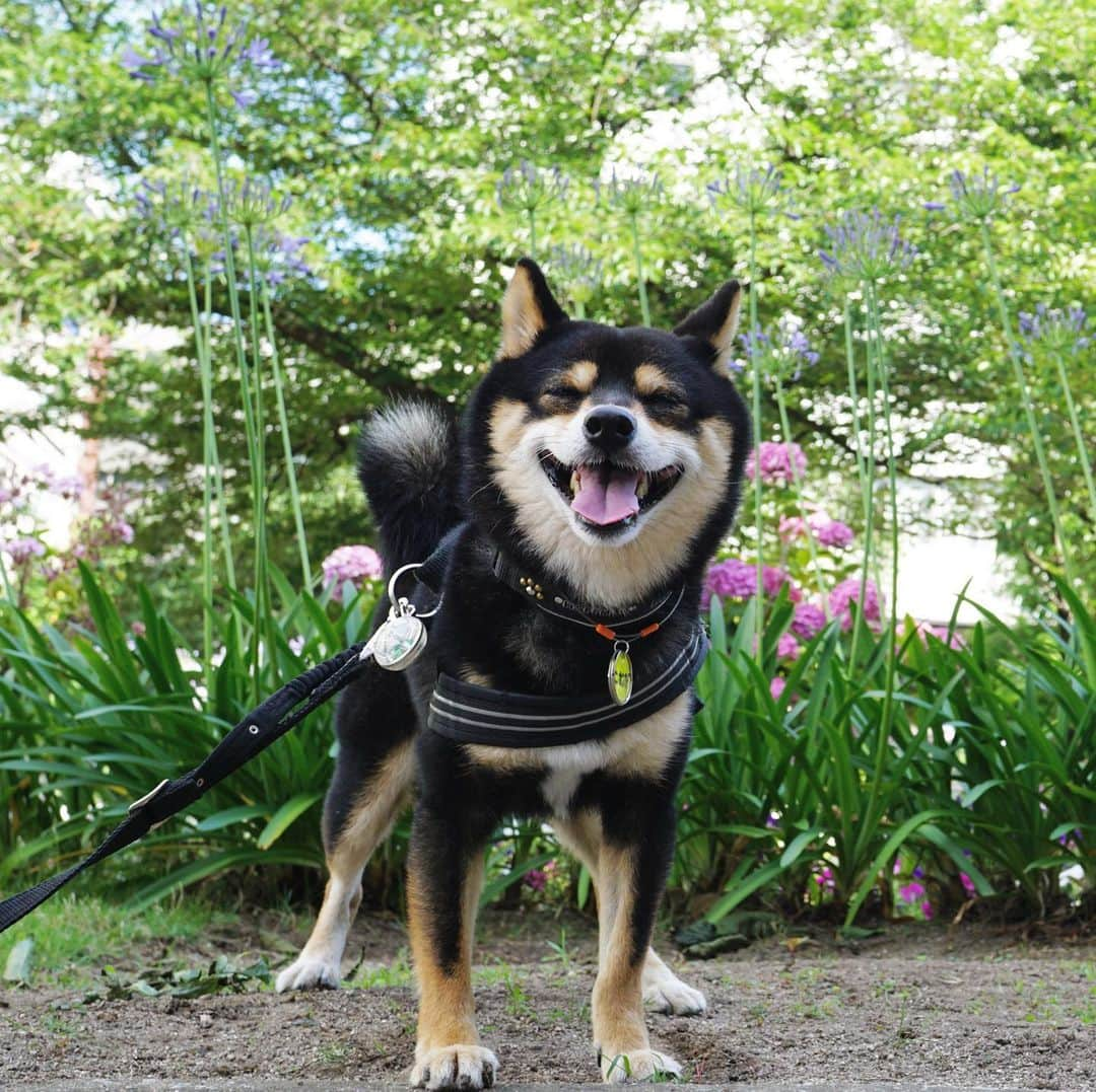 黒豆柴こむぎのインスタグラム