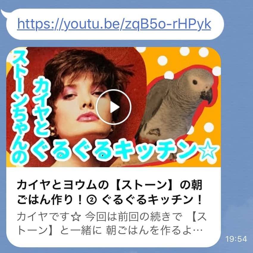 カイヤさんのインスタグラム写真 - (カイヤInstagram)「My African grey baby Stone’s food. Please watch on YouTube⬇️⬇️ https://youtu.be/zqB5o-rHPyk . . . . . . . . . ,  #caiya #かいやるTV #youtube #stone #africangrey #parrot #home #fun #love #training #talking #watch #happiness #irresistible」6月17日 12時19分 - caiya.kawasaki