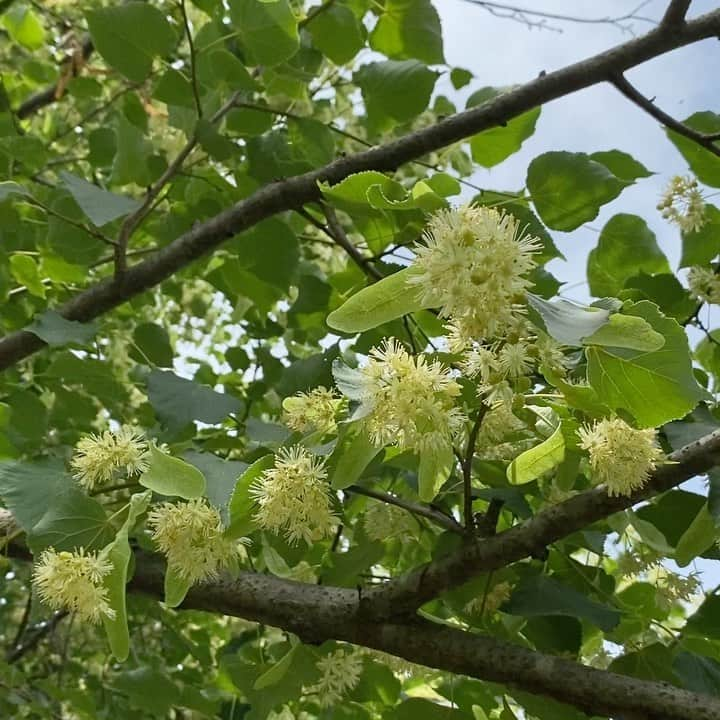 生活の木 メディカルハーブガーデン薬香草園【公式】のインスタグラム