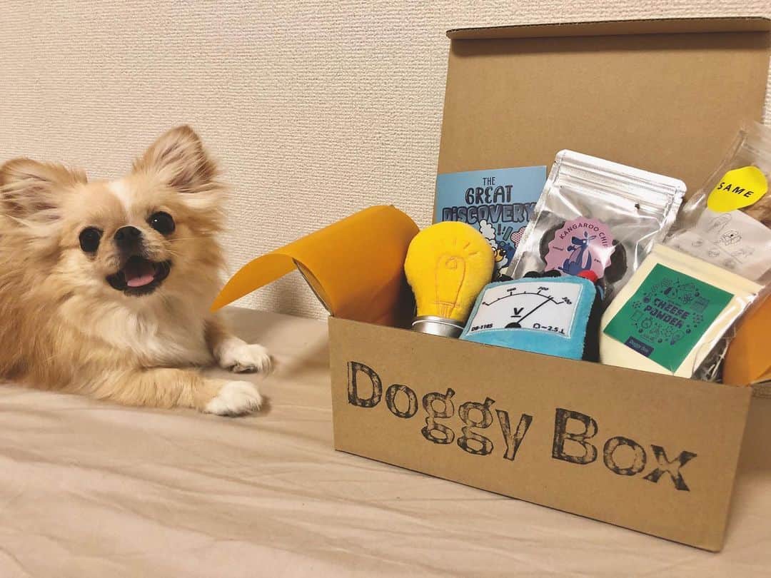 下平夏奈さんのインスタグラム写真 - (下平夏奈Instagram)「Doggy Box 6月号が ピノへ届きました⭐️ @doggybox_jp : : 6月のテーマは『実験』 : ●可愛らしい電球と電圧計のおもちゃ ●カルシウムたっぷり わんフルチーズ ●アブラツノ鮫むなびれ ●カンガルーチップス 厳選した国内生産のおやつも入ってたよ♩  Boxを開けた瞬間から ピノはおもちゃに興味深々で、 すぐに遊びだしました！  ワンちゃんを飼われている方は ぜひ一度、ユニークで可愛らしい Doggy Box を生活に 取り入れてみてはいかがでしょうか？  愛犬の新たな一面が見れるかもしれません✨ (最後のピノの笑顔ショットが最近のお気に入りです⭐️) : : #doggybox #ドギボ #サプライズBox  #犬のいる暮らし #犬 #犬バカ部  #わんこ #わんこのいる生活  #ドッグウェア #ドッグヨガ  #dog #dogstagram #doglover  #dogs #pr #もふもふ #ミックス犬」6月17日 12時33分 - kana0412.sss