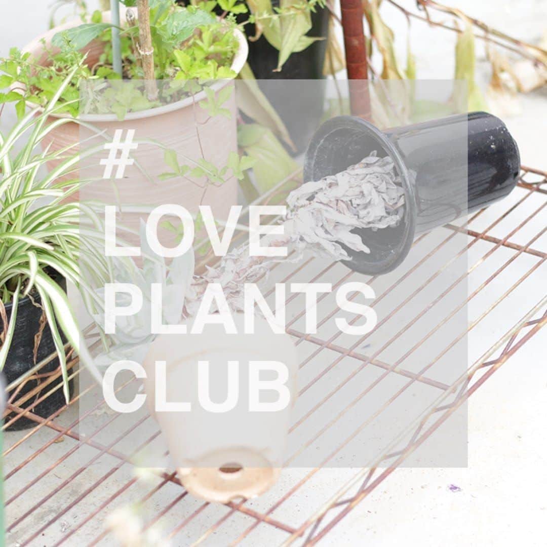 LOVEGREEN -植物と暮らしを豊かに。さんのインスタグラム写真 - (LOVEGREEN -植物と暮らしを豊かに。Instagram)「新企画、# LOVE PLANTS CLUB。  植物好きのための架空グループ、LOVE PLANTS CLUB。植物初心者ライターが植物を育てて、愛でて、その魅力を発信していきます。  第1回目は植物初心者による植え替え 〜ダドレア ブリトニー編〜。 プロフィール( @lovegreen_official )のURLより記事もチェックしてみてください。  皆さんもお気に入り植物を投稿して、 #loveplantsclub を盛り上げませんか？  1. このアカウント( @lovegreen_official )をフォロー 2. Instagramに #ラブグリーン と #loveplantsclub つけて投稿  皆さんの植物投稿を楽しみにしています！ もしかしたら、あなたの投稿がLOVEGREENの記事に掲載されるかも！？ .  #loveplantsclub #loveplants #ダドレア #ダドレアブリトニー #dudleya #dudleyabrittonii #多肉植物 #succulents #植え替え #部屋植物 #部屋植 #インテリア植物 #インドア植物 #放置植物 #plantsmakepeoplehappy ##plantsmakemehappy #interiorgreen #ガーデニング #ベランダ植物 #多肉植物初心者  #lovegreen #ラブグリーン #植物と暮らしを豊かに」6月17日 13時00分 - lovegreen_official