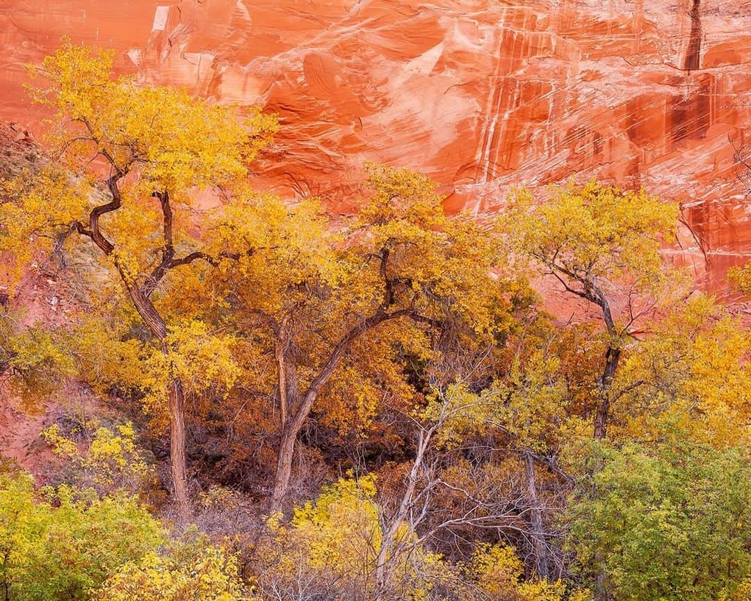 National Geographic Travelさんのインスタグラム写真 - (National Geographic TravelInstagram)「Photo by @stephen_matera | Cottonwood trees in autumn add color next to sandstone in Grand Staircase-Escalante National Monument. Cottonwoods are a common and beautiful sight along riparian zones in the Southwest. Follow me @stephen_matera for more images like this from Utah and around the world. #desert #fremontcottonwood #sandstone #grandstaircaseescalante #GSENM」6月17日 13時10分 - natgeotravel