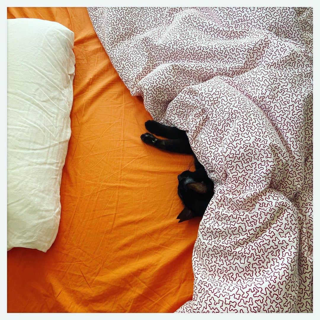 kumikoのインスタグラム：「スヤスヤ💤 #そとねこくろちゃん」