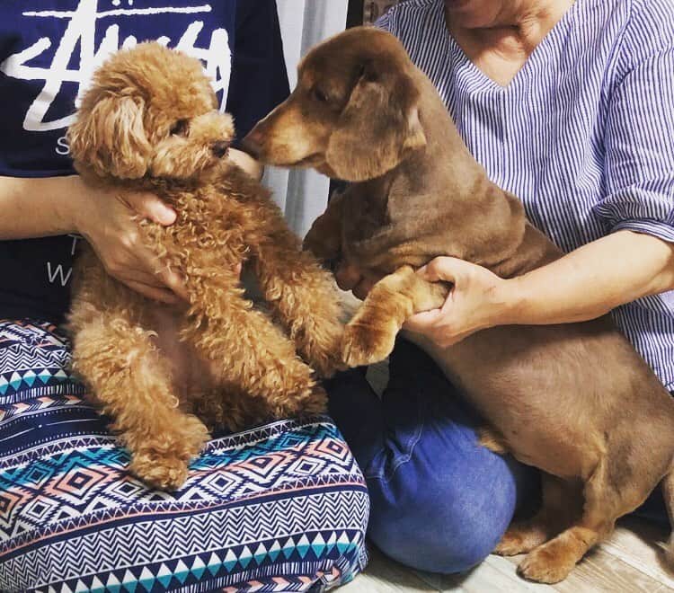 石井萌々果のインスタグラム：「祖母の家に保護犬くんがやってきました🐶10歳のコジロー君です✨モカちゃんと仲良くなってほしいな❤️」