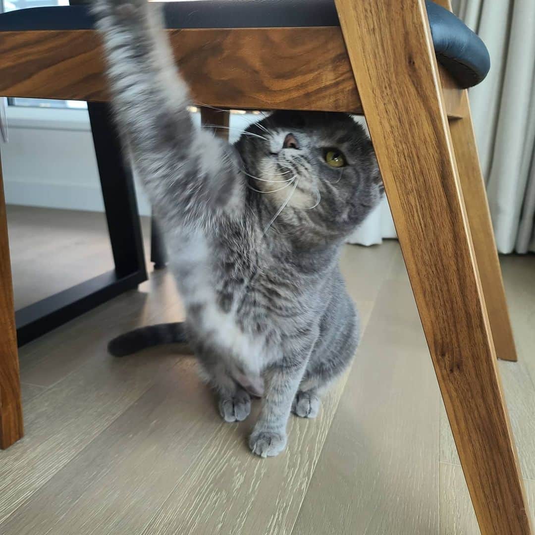 サニー さんのインスタグラム写真 - (サニー Instagram)「전 그런 유치한 장난에 넘어가지 않습니뙇!!!!! #행복한뚱냥이 #후추」6月17日 14時23分 - 515sunnyday