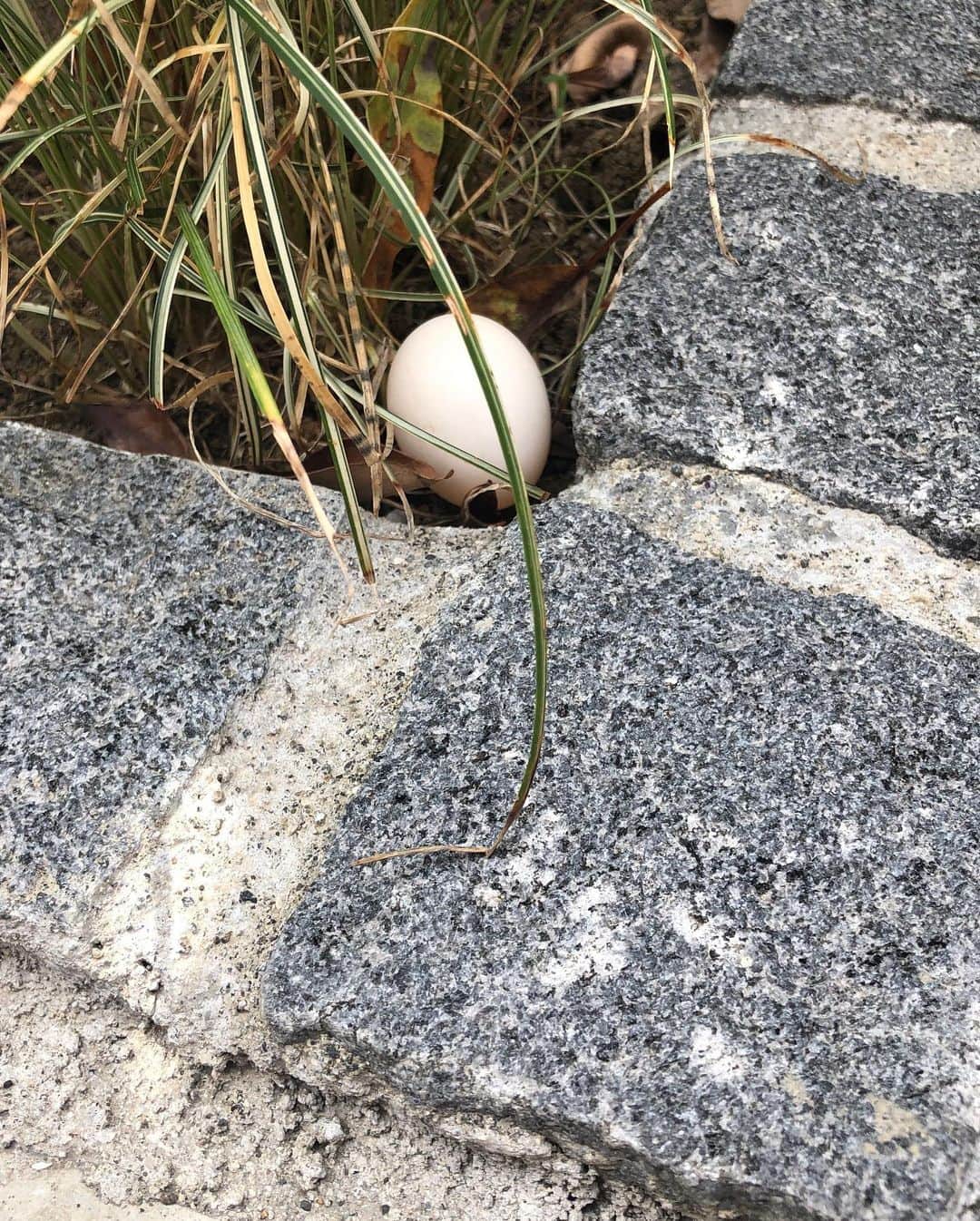 西尾夕紀さんのインスタグラム写真 - (西尾夕紀Instagram)「卵が🥚一つ…。 えっ？  落としものですよー😀  何故ココに…👀⁉️ 大きさは直径4センチくらい…😀 ボクもびっくりしたワン🐶 #卵 #落としもの #どうしたのだろう #コゴロー♂ #4歳」6月17日 15時08分 - yuki_nishio_