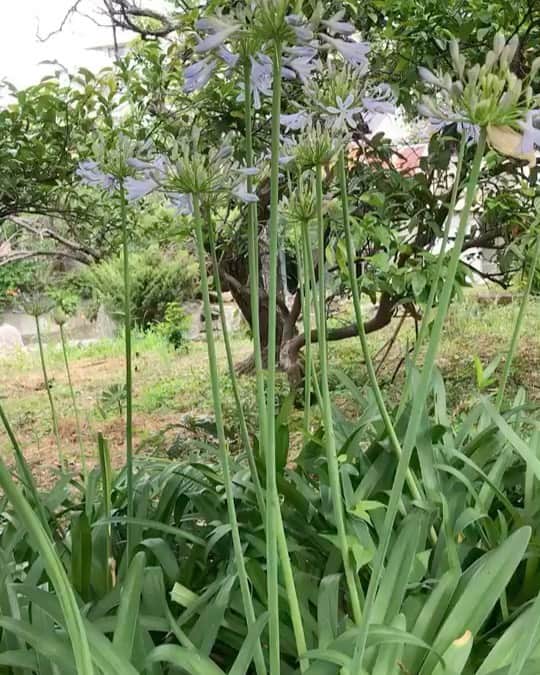 麻倉もものインスタグラム：「しおれかけですがうちのおばあちゃん家からもアガパンサスが届きました😃 ちなみに横はビワの木🌲 ビワ食べたい🤤  #Agapanthus #もちょ10 #麻倉もも #オンラインもちょ」