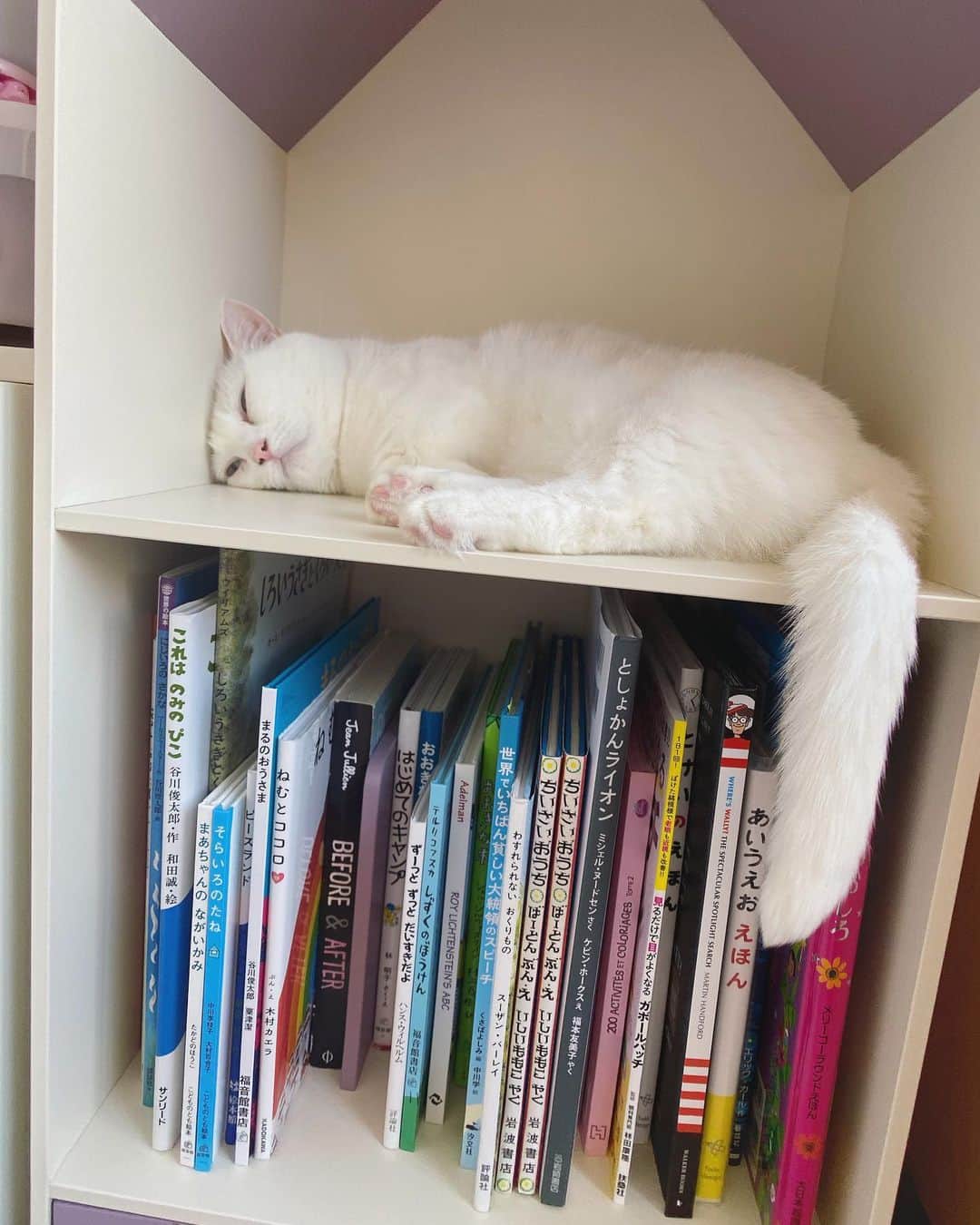 のインスタグラム：「ランドセルがここにないときは、ぼくが埋めるにょ #danyo #danyocawaii #munchkin #whitecat #catstagram #catlovers」