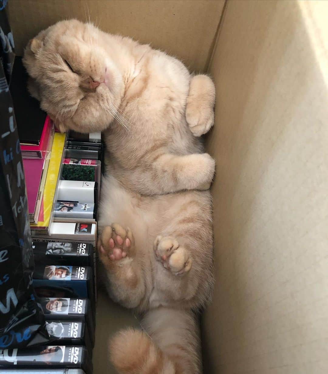 相馬有紀実のインスタグラム：「空の段ボール捨ててごめん、もへい。  #スコ  #猫のいる暮らし」
