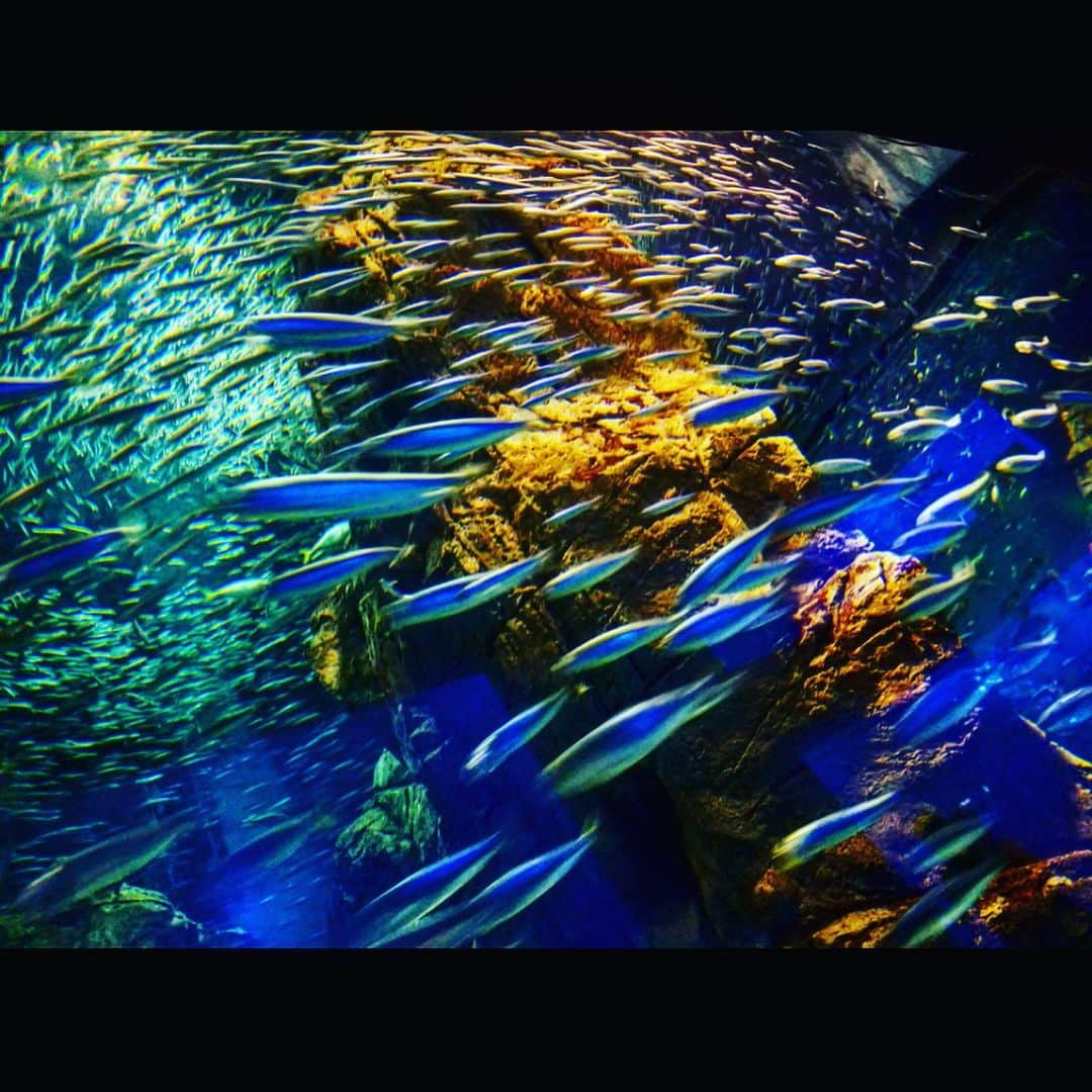 さきえさんのインスタグラム写真 - (さきえInstagram)「浮遊癖。 . . ☑︎🐋/ @kaiyukan_japan . . #海遊館 #oska #aquarium #sea #seaside #port #海 #ジンベイザメ #海月 #海月銀河 #cruising #fish #nature #naturephotography #photooftheday」6月17日 16時27分 - sakie110