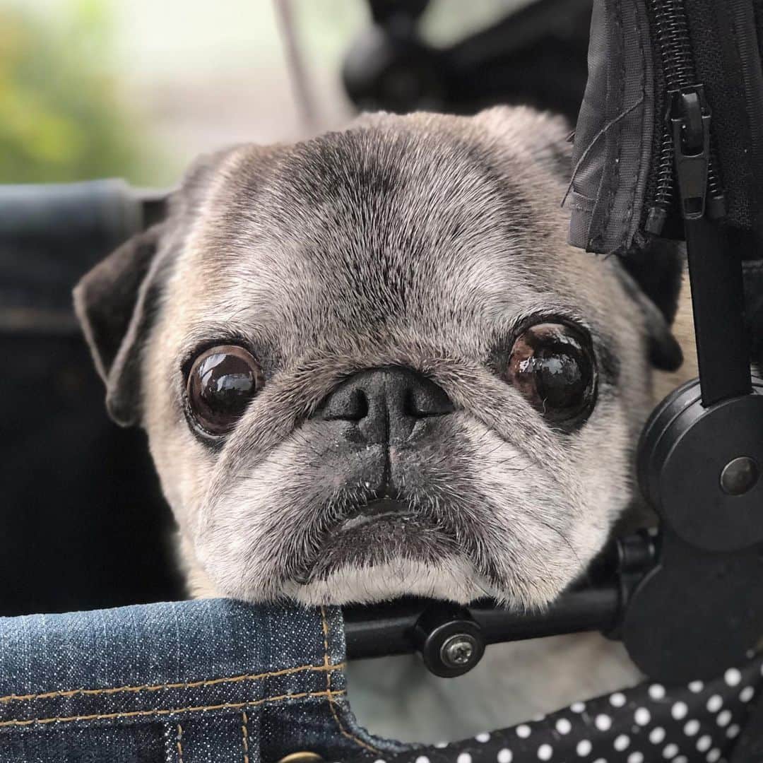 八兵衛のインスタグラム：「Hachibei🐶 * * #気合い #おやつか #おやつなのか  #ほぼ黒パグ #おじいちゃん犬 #pug #puggy #puglife #puglove #petstagram #pugstagram #pugsofinstagram #pugs #dog #ふわもこ部  @igersjp #IGersJP #east_dog_japan #pecoイヌ部 #八兵衛 #はちべえ #朝ワンコ夕ニャンコ」