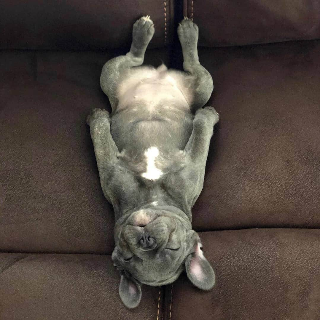 French Bulldogさんのインスタグラム写真 - (French BulldogInstagram)「Tag someone who can relate 🤍🤍🤍 @harley_therebel . . . . . #frenchie #frenchies #frenchies1 #frenchiepuppy #frenchiesofinstagram #frenchbulldog #frenchbulldogs #frenchbulldogpuppy #frenchbulldogsofinstagram #fralla #fransebulldog #franskbulldog #französischebulldogge #flatnosedogsociety #bulldogfrances #bouledogue #bouledoguefrancais #batpig #buhi #frogdog #squishyface #squishyfacecrew」6月18日 3時33分 - frenchie.world