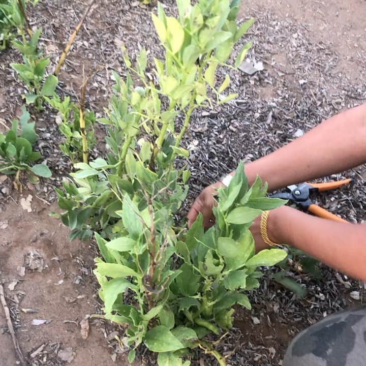 ケリスのインスタグラム：「Morning harvest」