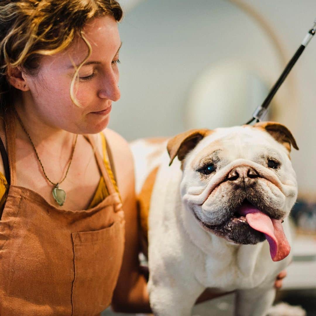 Dogs by Ginaのインスタグラム：「Hey @humanesocietynorthbay we received a donation during COVID to help our business out and we’re putting it toward making shelter dogs look and feel their best for adoption. We cant wait to meet all the puppers🐾」