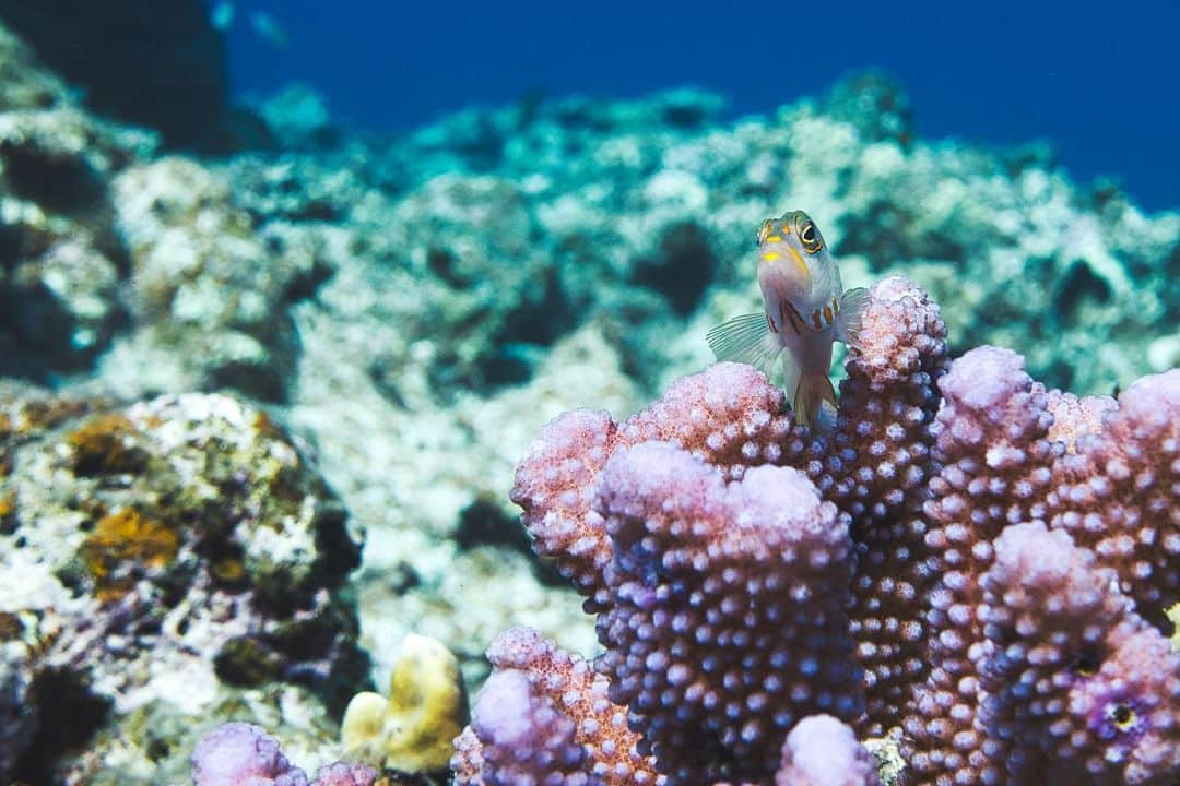 Takemi Yoshiokaさんのインスタグラム写真 - (Takemi YoshiokaInstagram)「☻ 🌊🐠🤿🌞🌴 2020.03.08  Diving in ishigaki 石垣島  SONY RX100M5  #diving #ダイビング#スキューバダイビング#divephotography#石垣島#沖縄 #八重山諸島　#okinawa  #ishigakiisland #uwpics #mares #aqualung #scubapro #padi #scubadiving #水中写真　#socialdistancing #underwaterworld #diving_photography #uwvideo #underwaterlife #gopro  #uwphoto  #underwatervideo #divermag #oceanphotography #underwaterphotography #underwaterpic #rgblue #バレイヤージュ」6月18日 2時45分 - takemi12mg