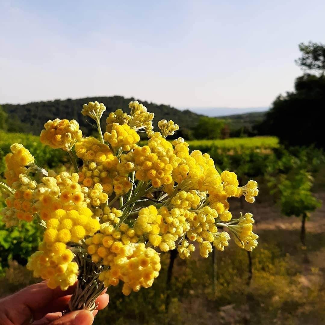 ロクシタンさんのインスタグラム写真 - (ロクシタンInstagram)「Immortelle flowers aren't just amazing for your skin, they're beautiful too! Who would think these pretty yellow flowers would hide so much anti-aging antioxidant power? Leave a 🌼 if you're a fan of Immortelle! #Regram 📸 @mariepoti⁣ #LOccitane #Immortelle #Flowers #Luberon #Antiaging #Antioxidant #NaturalBeauty #Provence」6月18日 3時00分 - loccitane