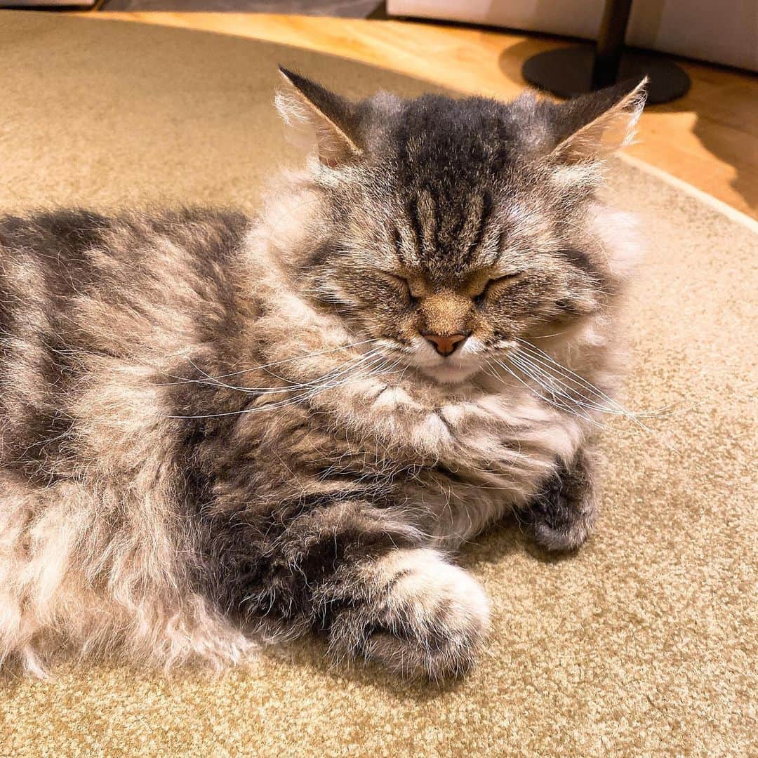 朝倉ゆりさんのインスタグラム写真 - (朝倉ゆりInstagram)「おやすみにゃさい🐈💤 ． #猫カフェ #mochaですごすひととき #猫カフェmocha #cat」6月18日 3時20分 - eb_loverinko