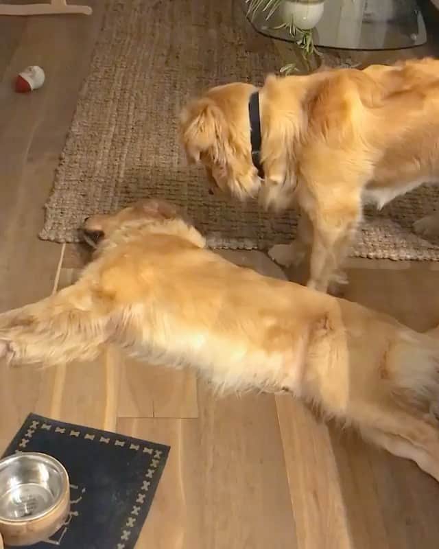 DogsOf Instagramのインスタグラム：「“You’re either a morning person or you’re not! 😴 Which one are you??? 🤔  Hecin leave me alone @arnie_pawlmer” writes @marleyinnyc  #dogsofinstagram」