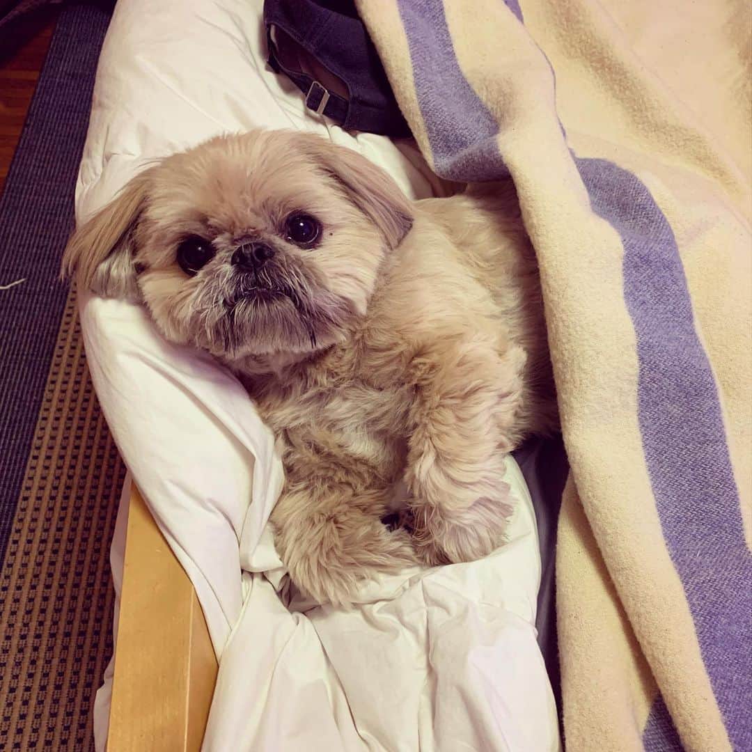 Dougie the Shih Tzuさんのインスタグラム写真 - (Dougie the Shih TzuInstagram)「Update on the kid. He’s doing great and taking it like a champ — not complaining or feeling sorry for himself at all. He’s been able to manage the pain very well — although one of his heavy duty pain meds is phased out today.  He has an appointment next week to get the sling off, the stitches out, and the cast on.  He went through all the IG comments and really appreciated the support.  Here’s Dougie keeping him company and hanging out on his bed. 🐶❤️👦🏻」6月18日 3時32分 - dailydougie