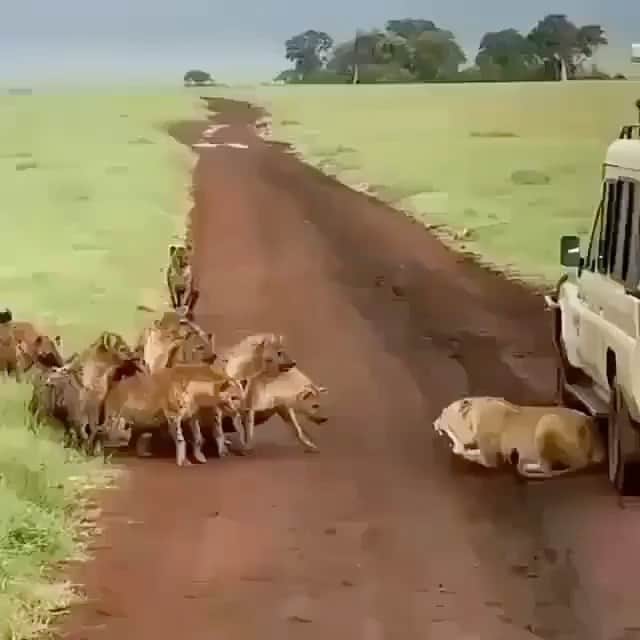 WildLifeのインスタグラム：「Lioness VS Hyenas ⚔️ The queen of the jungle stands her ground! 😤⁣⁣ ⁣⁣ Video by @tanzaniadestination」