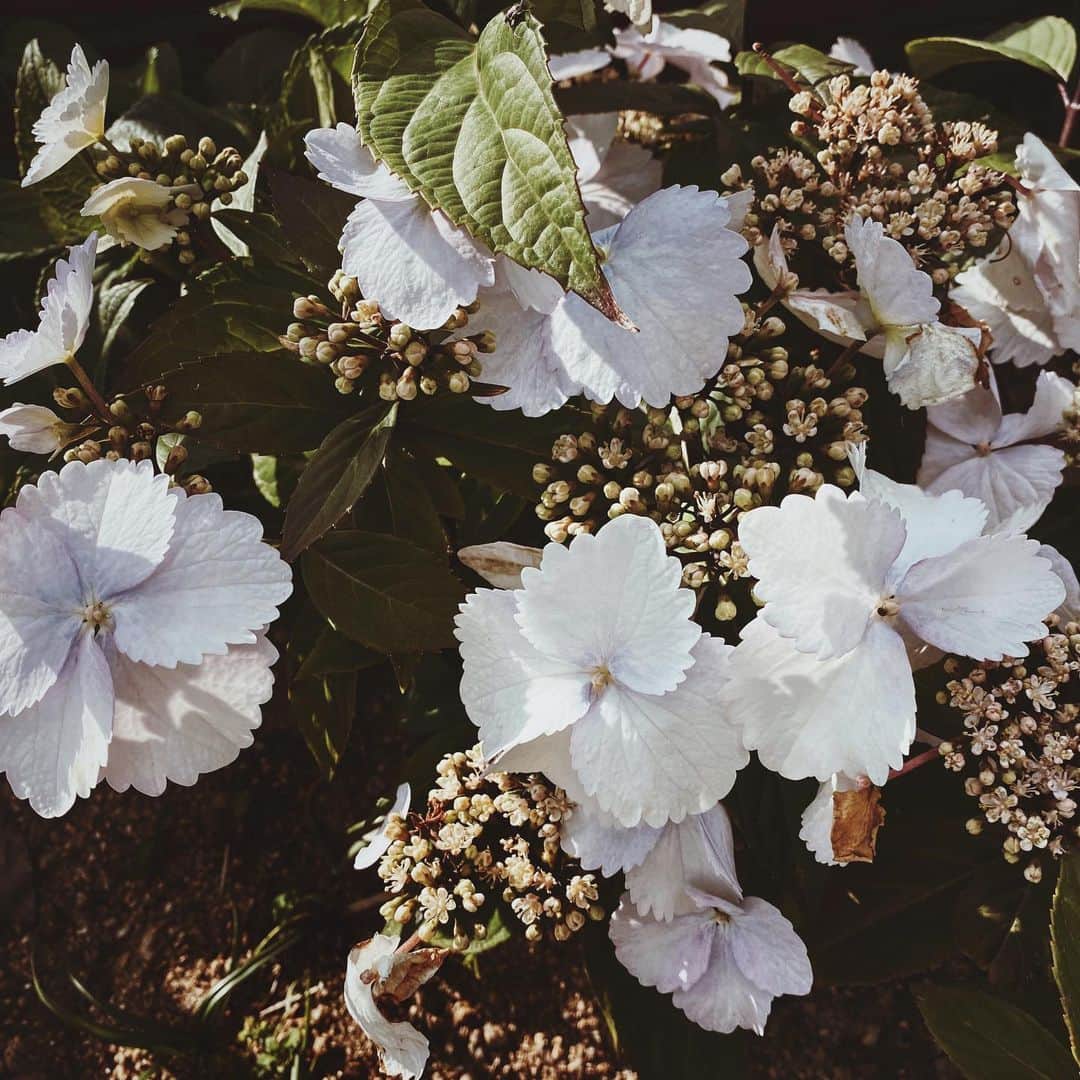 Yuiのインスタグラム：「. no one can steal someone's originality by imitating what is visible on the surface.becouse the essence of things lies only in their background.」