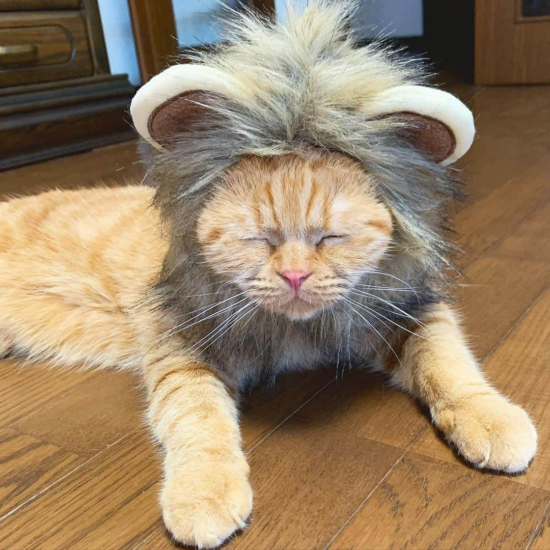 michikoさんのインスタグラム写真 - (michikoInstagram)「小ライオン🦁 ＊ ＊ 狩りに失敗したのか！？ しょんぼり。 ライオンへの道のりはまだまだ遠い… ＊ ＊ ＊ #ライオンになった猫 #猫 #猫のいる暮らし #猫好きさんと繋がりたい #にゃんすたぐらむ #ねこすたぐらむ #にゃんこ #スコティッシュフォールド #instacat #neko #nekostagram #cat #catstagram」6月17日 19時11分 - miccie3030