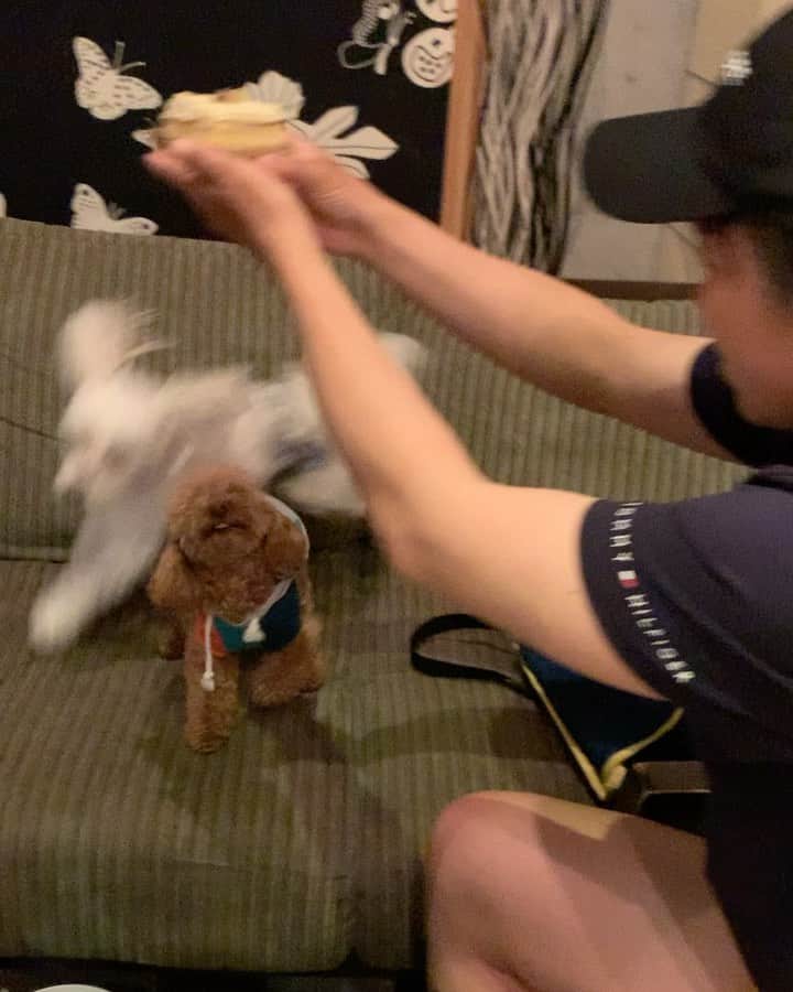 武仲麗依のインスタグラム：「今日でとぅんちゃん2歳になりました〜👏 昨日お祝いしてもらって 幸せそうなとぅんちゃん💕 話しかけたら首傾げるとぅんちゃん🐶 猫じゃらしで遊ぶとぅんちゃん🐶 親子🐶 白目むいて寝てるとぅんちゃん🐶 黄昏れとぅんちゃん🐶 お腹ん中で寝てるとぅんちゃん🐶 仲良しぽこまろととぅんちゃん🐶 双子の片割れアル🐶 どのとぅんちゃんも可愛いわ〜💕 今年の3月末に双子の片割れの アルが急に死んでもて悲しいけど アルの分もとぅんちゃんに長生きして貰う!! とぅんちゃんが産まれた時 小さくて元気なくて ずっと寄り添ってくれたアル💕 これからもずーっと元気でおってな❤️ 2匹ともおめでとう🎉🎂」