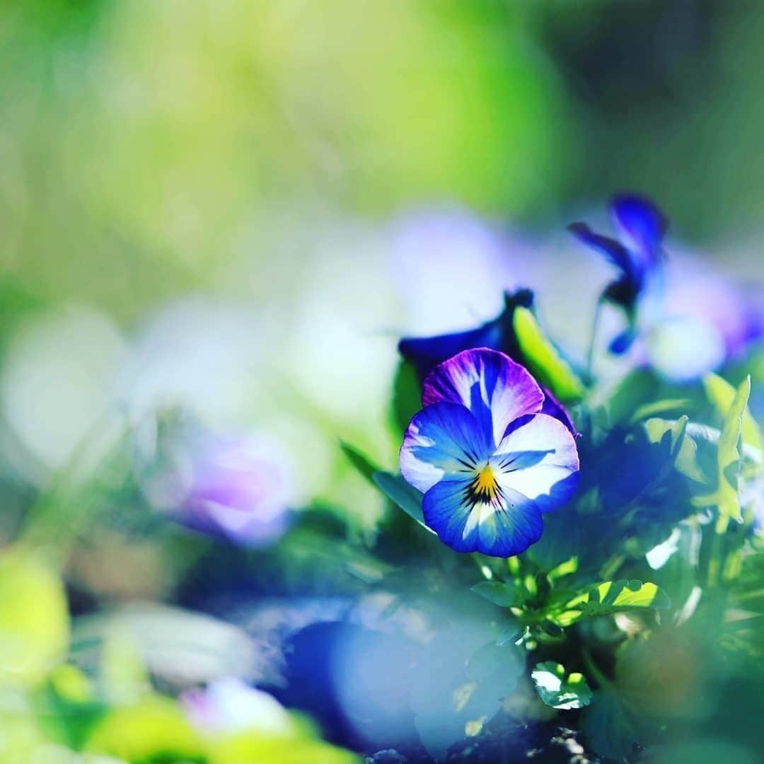 花の写真館のインスタグラム：「Photo by @flower201603.⠀ https://instagram.com/flower201603/⠀ .⠀ Original Post[投稿いただいたURL]⠀ https://www.instagram.com/p/B5nEtv1pHoY/⠀ .⠀ 本アカウントは、 #私の花の写真 をつけてInstagramに投稿された皆さまの花の写真や、「花の写真館」Facebookページで投稿された花の写真を紹介します。⠀ 「花の写真館」Facebookページは、「 @floral.photograph 」のプロフィールにあるURLからご覧ください。⠀ .⠀ ※各自、政府、自治体など公的機関の指示に従った行動をお願いします。⠀⠀ 東京カメラ部および分室では、写真を「見る楽しみ」を提供することを通して、微力ながら皆様にわずかな時間でも癒しをお届けしたいと思っております。⠀ ※本アカウントは東京カメラ部がFacebook、Instagramのサービスを利用して運営しているもので、Facebook社・Instagramとは一切関係ありません。⠀ .⠀ #花の写真館 #floralphotograph #floralphoto #flower #flowers⠀ Follow: @floral.photograph」