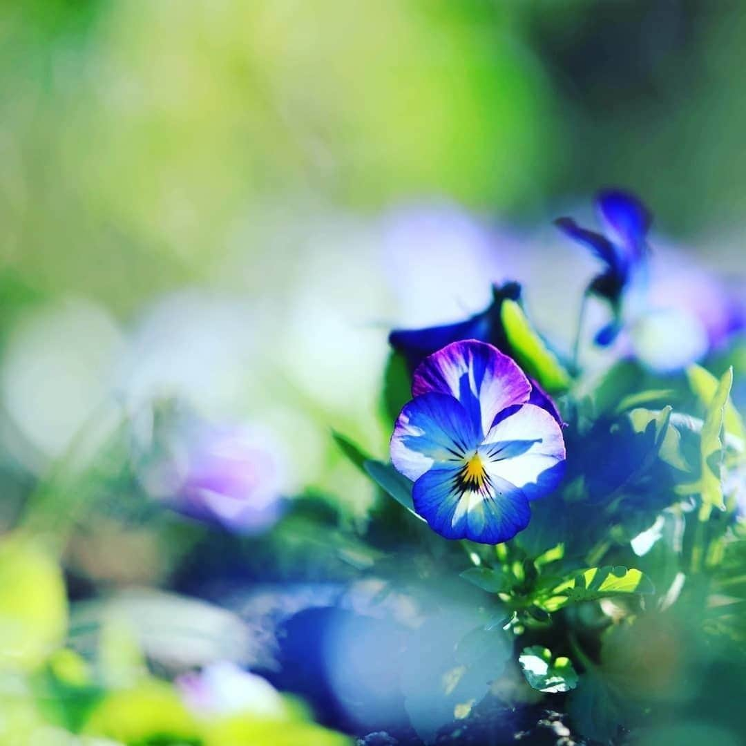 花の写真館さんのインスタグラム写真 - (花の写真館Instagram)「Photo by @flower201603.⠀ https://instagram.com/flower201603/⠀ .⠀ Original Post[投稿いただいたURL]⠀ https://www.instagram.com/p/B5nEtv1pHoY/⠀ .⠀ 本アカウントは、 #私の花の写真 をつけてInstagramに投稿された皆さまの花の写真や、「花の写真館」Facebookページで投稿された花の写真を紹介します。⠀ 「花の写真館」Facebookページは、「 @floral.photograph 」のプロフィールにあるURLからご覧ください。⠀ .⠀ ※各自、政府、自治体など公的機関の指示に従った行動をお願いします。⠀⠀ 東京カメラ部および分室では、写真を「見る楽しみ」を提供することを通して、微力ながら皆様にわずかな時間でも癒しをお届けしたいと思っております。⠀ ※本アカウントは東京カメラ部がFacebook、Instagramのサービスを利用して運営しているもので、Facebook社・Instagramとは一切関係ありません。⠀ .⠀ #花の写真館 #floralphotograph #floralphoto #flower #flowers⠀ Follow: @floral.photograph」6月17日 19時30分 - floral.photograph