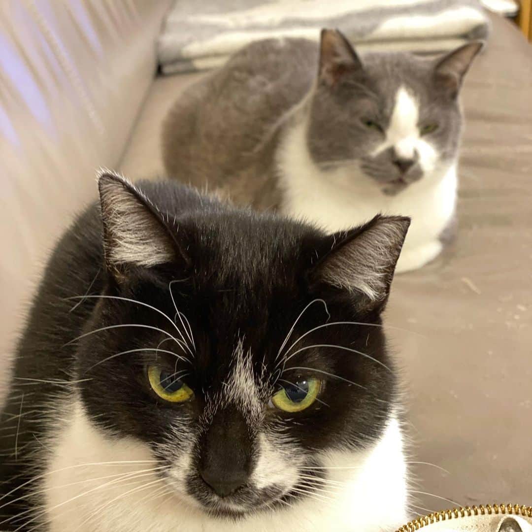 くまお父のインスタグラム：「本日のメシ圧フォーメーション。 #父はメシじゃない #父がいます #ilovecats」