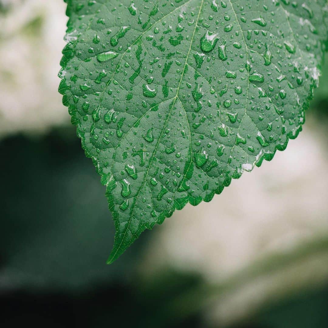 fuka_09さんのインスタグラム写真 - (fuka_09Instagram)「﻿ ﻿ 雨に咲く﻿ ﻿ ﻿ #紫陽花﻿ #hydrangea﻿」6月17日 19時27分 - fuka_09