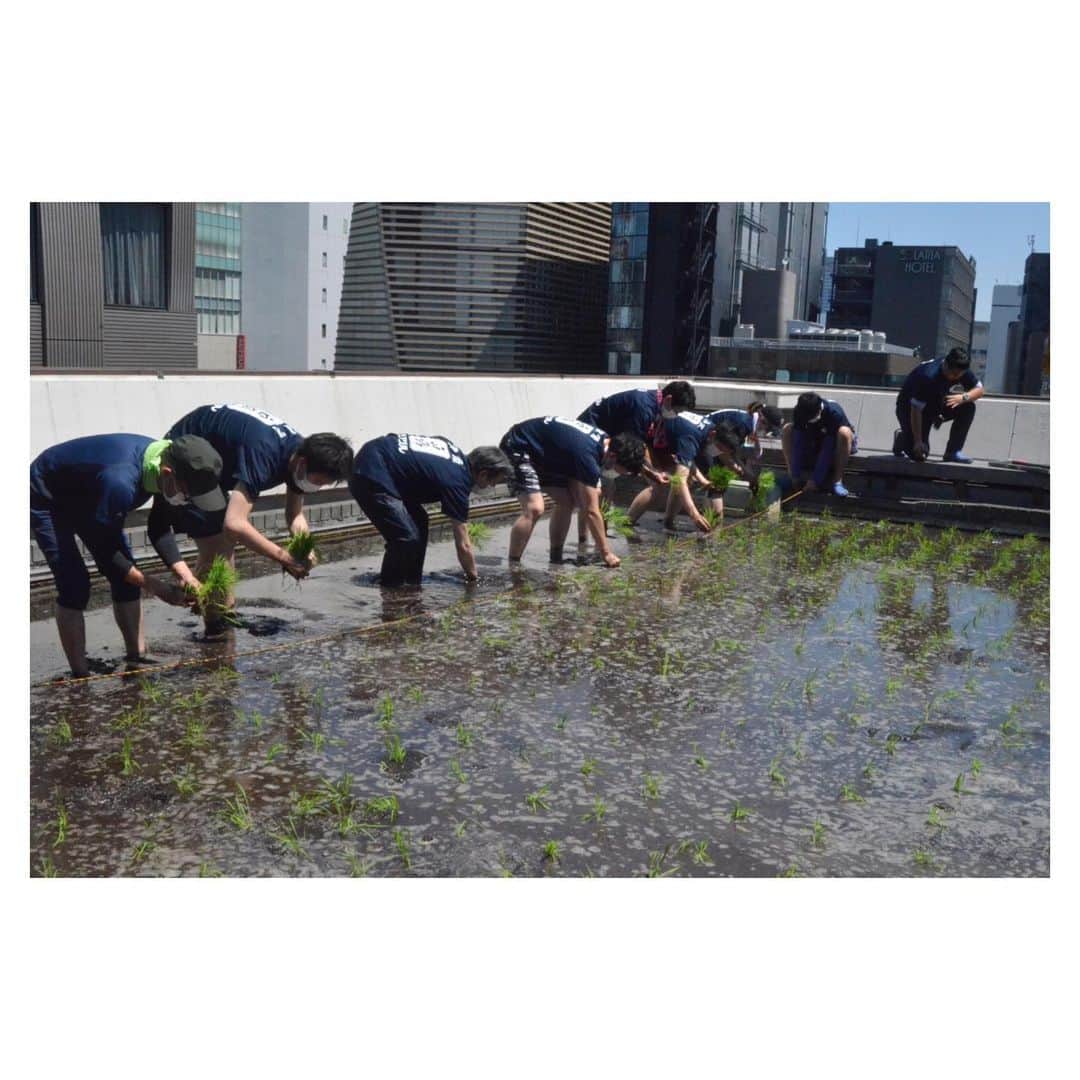 白鶴酒造株式会社のインスタグラム：「【銀座の屋上で田植え】 6月10日、梅雨入り前日の晴天の中、白鶴の東京支社の屋上にある「白鶴 銀座天空農 園」で田植えを行いました。植えたのは、独自開発酒米の白鶴錦。  2007年に酒樽やプランターで始まったこの取り組みは、最近では地元の小学生を招い ての食育や、留学生への日本酒文化の発信へと広がっていました。 残念ながら、今年は皆さんにお集まりいただくわけにもいかず、プレナスさん・西武 造園さんにお手伝いいただきながら、白鶴社員が一生懸命田植えをしました。 ▼稲の生育の様子は、白鶴銀座天空農園アカウントをチェック！ ＠hakutsuru_ginza_official 「白鶴錦」は、当社だけでなく、様々な蔵元にも使用していただいております。  #日本酒 #白鶴 #hakutsuru #japan #神戸 #kobe #酒 #sake #japanesesake #japaneseculture #灘五郷 #lovehyogo #lovekobe #insta_higashinada #翔雲 #白鶴 錦 #田植え #屋上緑化 #白鶴銀座天空農園 #田んぼ #田んぼのある風景」
