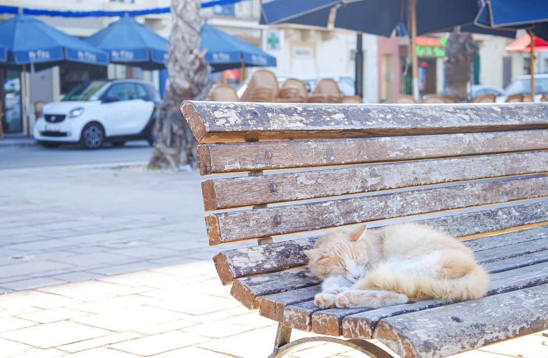 田島知華さんのインスタグラム写真 - (田島知華Instagram)「【Malta🇲🇹Marsaxlokk】 マルタの漁村、マルサシュロックは建物も船もカラフル🎨 ビタミンカラーで溢れていて元気になれる街並みです♪  捕れたばかりの新鮮なシーフードが食べられるのも漁村ならでは。 魚を求めてなのか猫がたくさんいる村でした🐈♡ Copyright © TAJIHARU  PENTAX K-1 MarkⅡ HD PENTAX-D FA 15-30mmF2.8ED SDM WR HD PENTAX-D FA 28-105mmF3.5-5.6ED DC WR _ #たじはるトリップ #TAJIHARU_malta #マルタ #マルサシュロック #女子旅 #旅ガール #トラベルフォトライター #カメラ女子 #malta #marsaxlokk #europe #igerseurope #igersmalta #topeuropephoto #topmaltaphoto #visitmalta #theprettycities #femmetravel #beautifulmatters #wonderful_places #beautifuldestinations #beautifulplace #earthpix #discoverglobe #discoverearth」6月17日 19時37分 - haruka_tajima