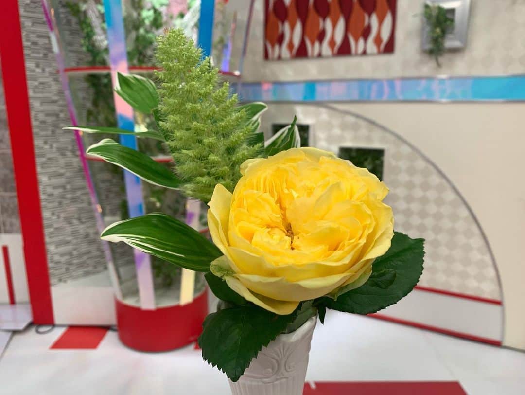 澤田愛美さんのインスタグラム写真 - (澤田愛美Instagram)「. スーパーJチャンネルABA 毎週水曜日は「きょうの花日記」🌸 . もう少しで父の日ですね！ 母の日といえばカーネーションですが、父の日には黄色いバラを贈る習慣をご存知でしょうか？ イギリスでは黄色いものを身につけると身を守ることができるという言い伝えもあり、 黄色は「命に関わる大切な色」「愛と信頼と尊敬を表す色」として世界各国に広がったそうです🤔✨ .  #花のある暮らし . 今回の花は #バラ #カタリナ #アワ #ナルコラン .  #スーパーjチャンネルaba」6月17日 19時43分 - amy____oxox