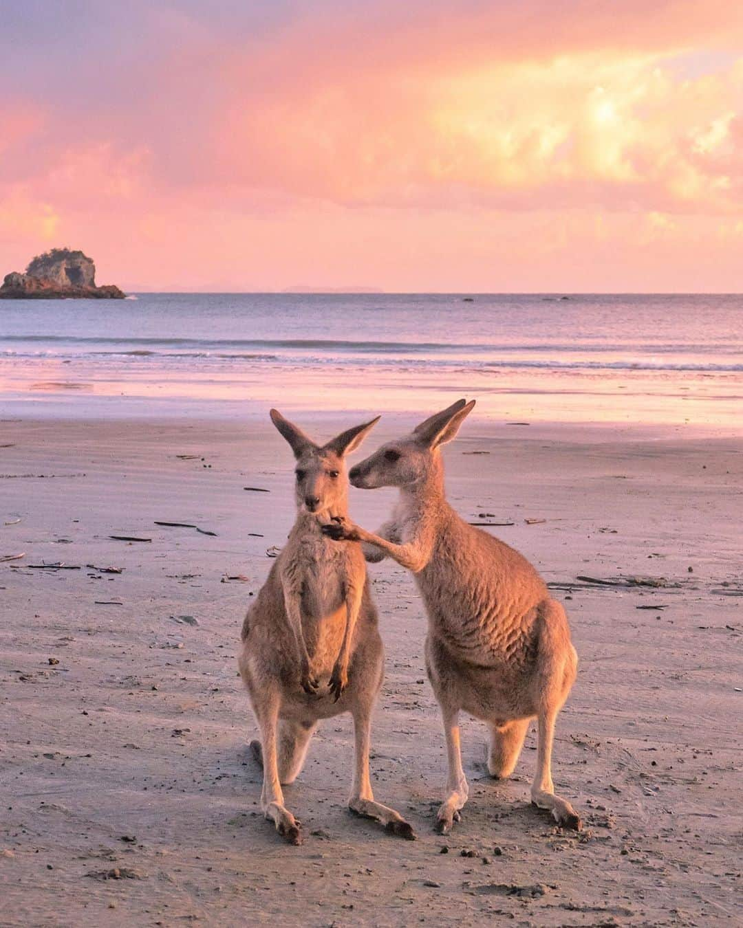 Australiaさんのインスタグラム写真 - (AustraliaInstagram)「Head up, core tight and breathe 😌🙏 @_markfitz captured these friendly #CapeHillsborough locals enjoying a #sunrise yoga session near @capehillsboroughtouristpark in @queensland. Drive 45-minutes north of @visitmackay to tick-off two Australian icons, #Kangaroo’s and a beautiful #beach to spend the day chilling out on! TIP: If you’re planning a visit, be sure to set your alarm as these #roo’s are known to congregate on the sand bright and early! #seeaustralia #thisisqueensland #meetmackayregion」6月17日 20時00分 - australia