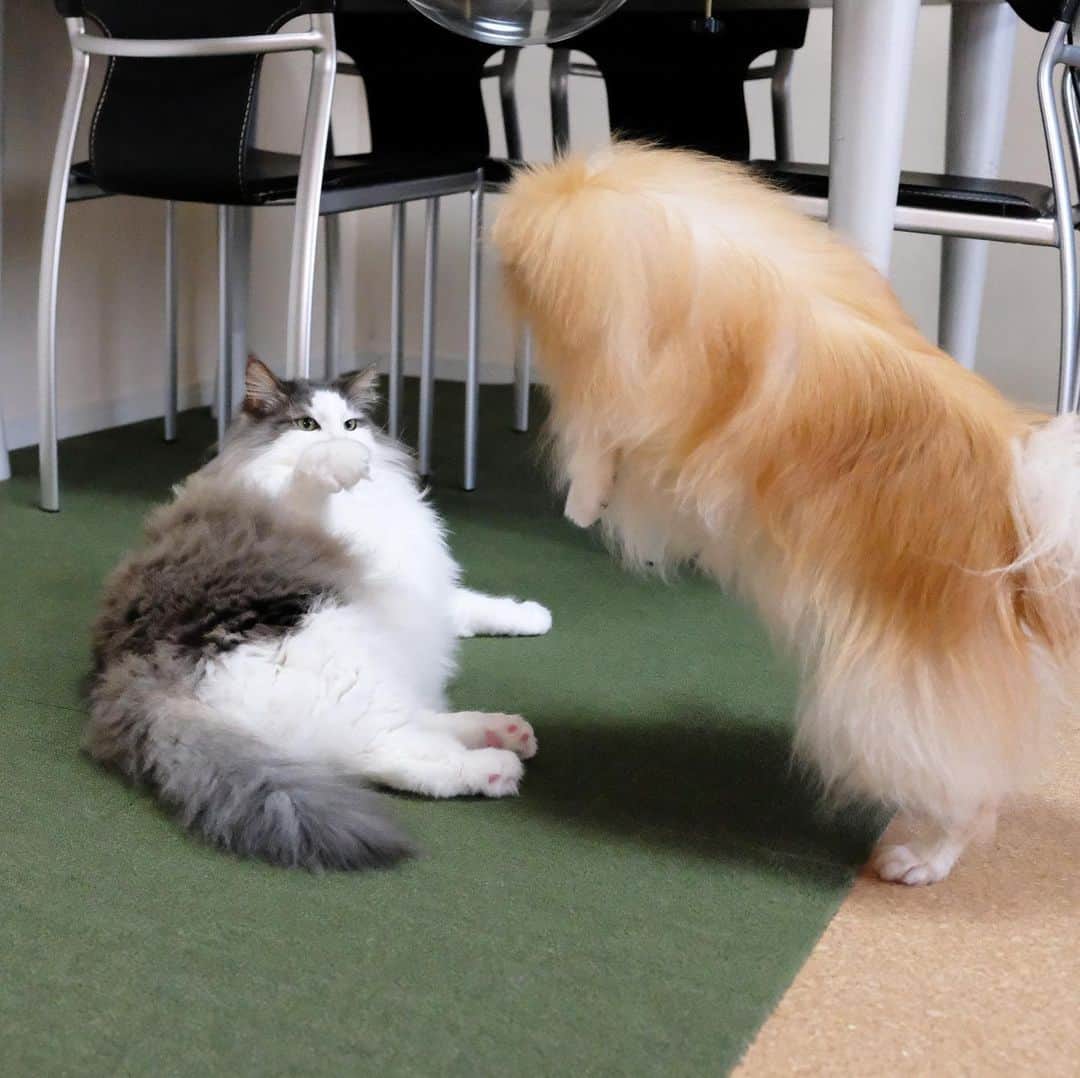 Hanaさんのインスタグラム写真 - (HanaInstagram)「おらおらおら〜🐶 * じゃれ合う気満々で お姉🐶を迎えたのに アッサリ終わって 右手をどうして良いか分からない弟 🐱❓ * * ブログ更新しました♪ http://kedamakyoudai.blog.jp/ #NorwegianForestCat#Pomeranian#japan#catlover#doglover#dogs#cat#Kawaii#fluffy#pom#fluffydog#catsofinstagram#dogsofinstagram#fluffycat#ノルウェージャンフォレストキャット#ポメラニアン#pecoいぬ部#ペコねこ部#犬と猫のいる暮らし#かわいい#cute#cutecat#cutedog#funny#funnydog#funnycat#いぬのきもち#ねこのきもち#ライブドアインスタブロガー」6月17日 20時01分 - mofu2family