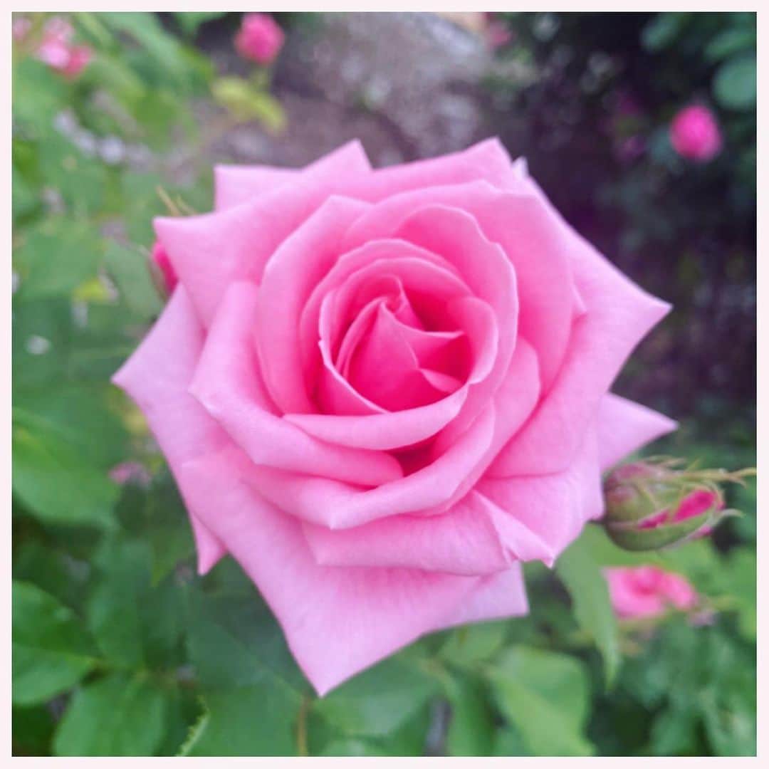 のインスタグラム：「大通り西12丁目の  サンクガーデン  薔薇の花が見頃です🌹  マスク越しでもわかるくらい  薔薇の香りに包まれる園内は歩行速度がゆっくりになりました♡  今週は不安定なお天気ですが  空や雲がだんだんと夏空だな〜と感じます。  家にいる時間がどうしても多くなりますが、自然の中を歩くのはリフレッシュできますね。  お近くの方は是非😌🌹 #薔薇　#大通り西12町　#バラ園 #見頃」