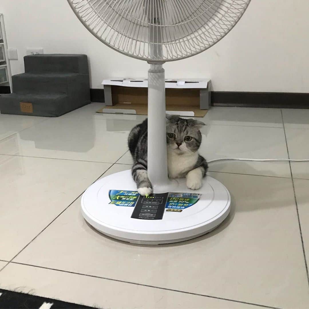 KATSUOのインスタグラム：「一番涼しくないところで扇風機を独り占め . #cat #catsofinstagram #catstagram #instacat #cutecat #ねこ #katsuo #わーい1000投稿目だ😸」