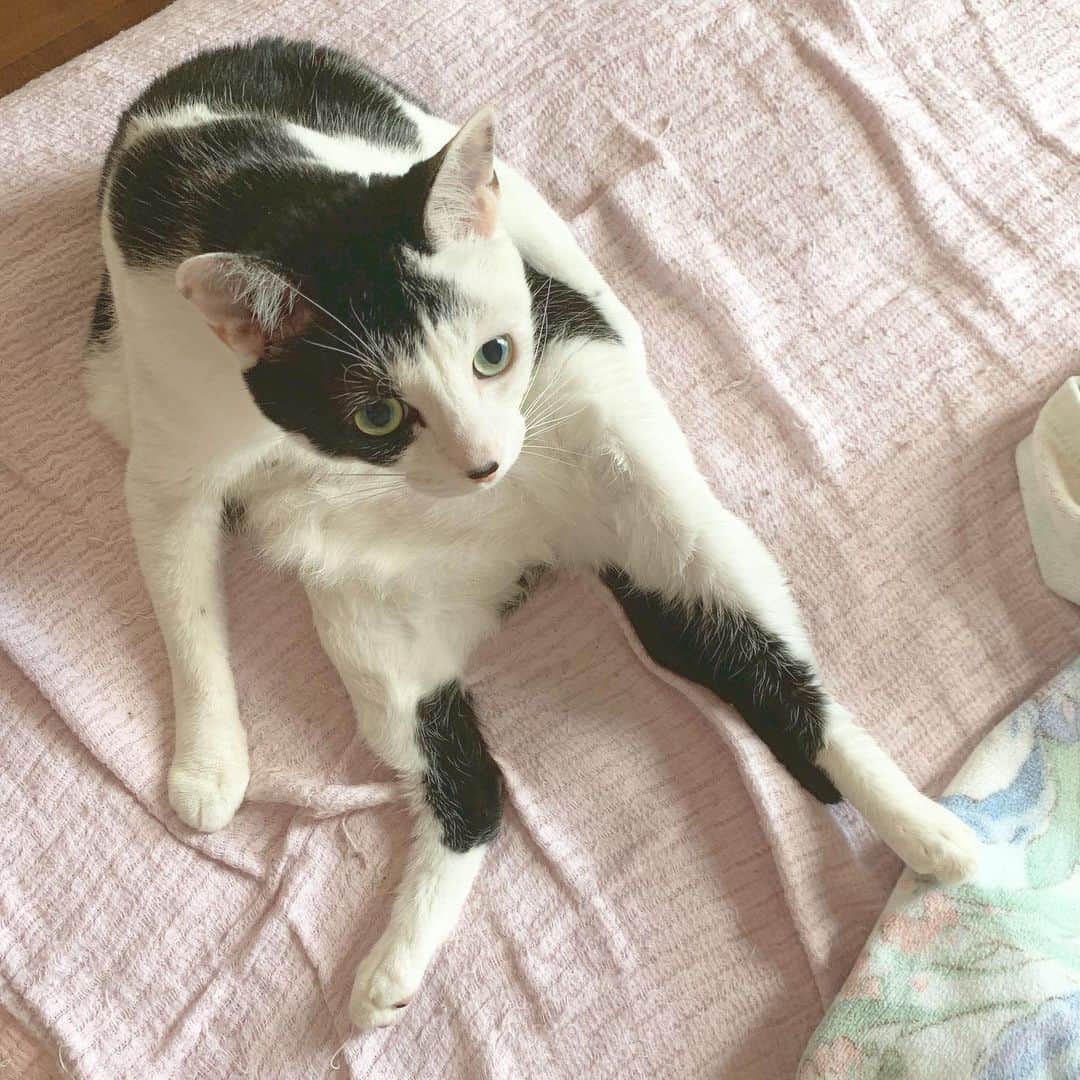 松井泉のインスタグラム：「度々すんません！ ウチの子可愛いんでまた見てもらっていいですか？」