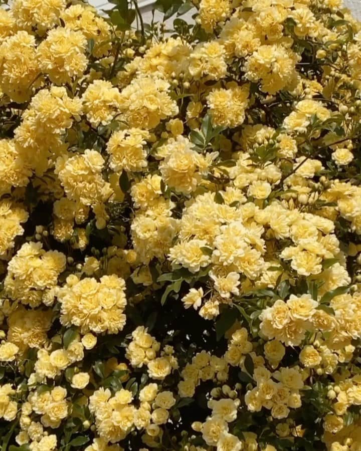 のインスタグラム：「おばあちゃんちのお花かわいい🌼」